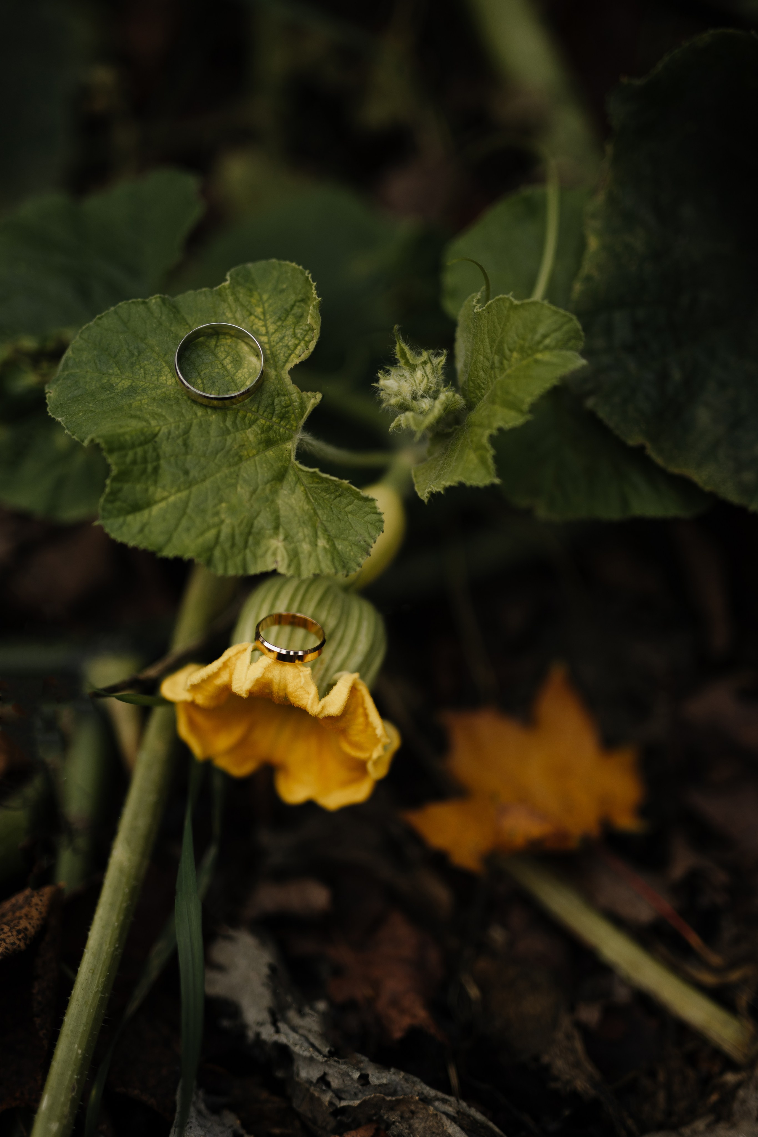 Свадьба Никиты и Марии. Фотограф Кольчугино/Владимир/Москва Елизавета Иода