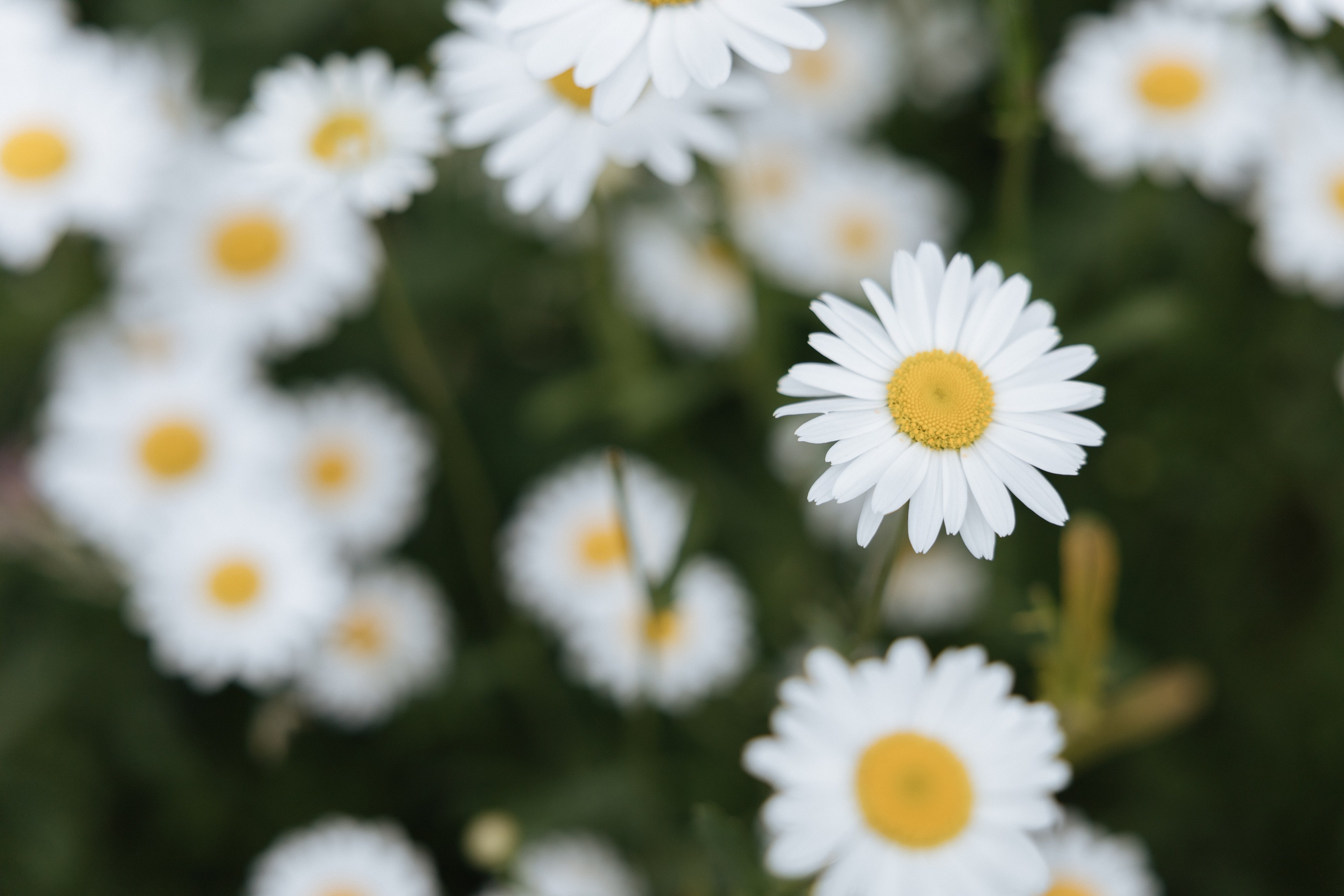 N&N. Свадебный фотограф в Тольятти Валерия Барышкина