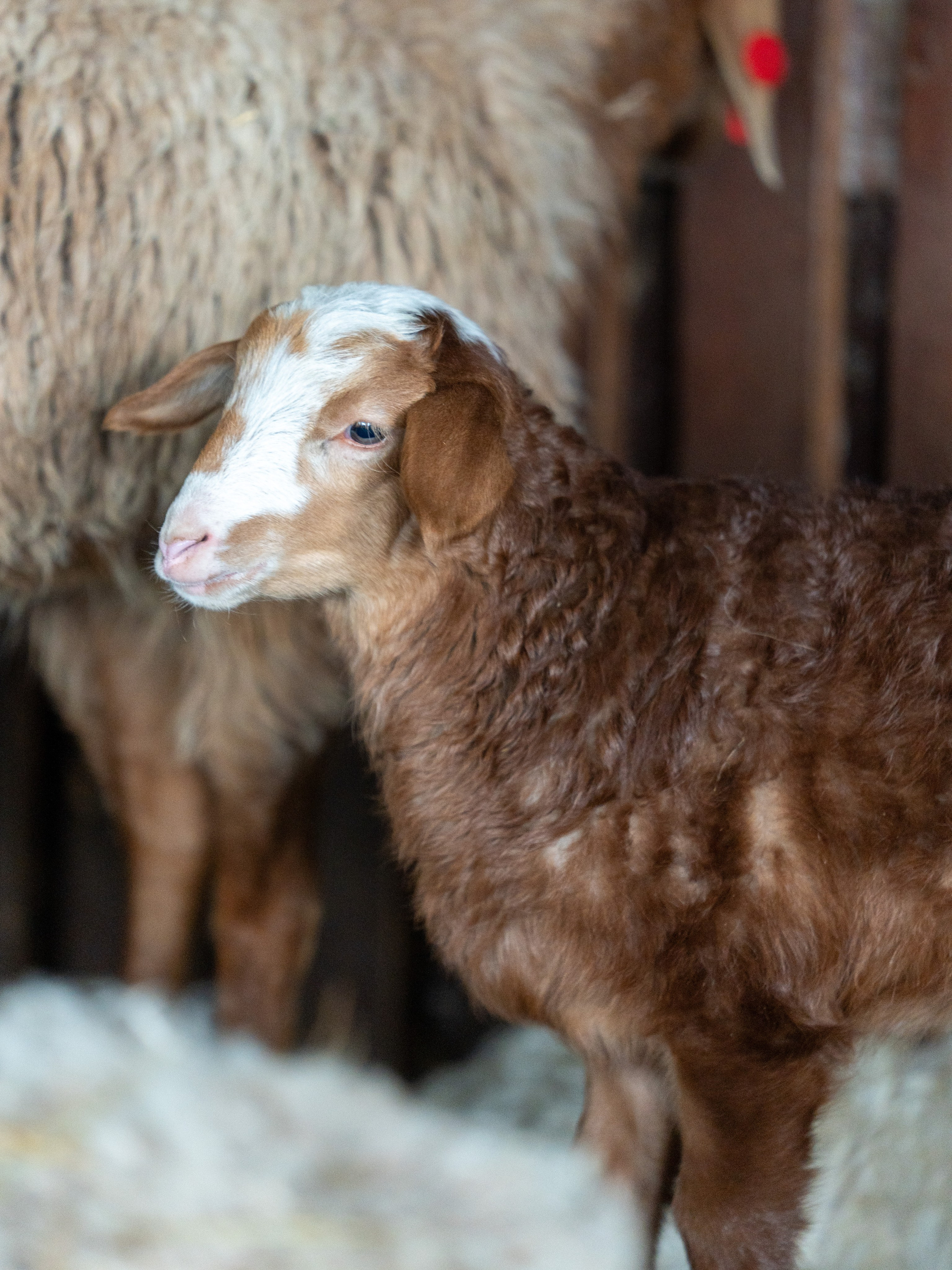 MICE мероприятие на ферме Экзархо. Репортажный фотограф в Красной Поляне и Сочи Павлюченко Екатерина