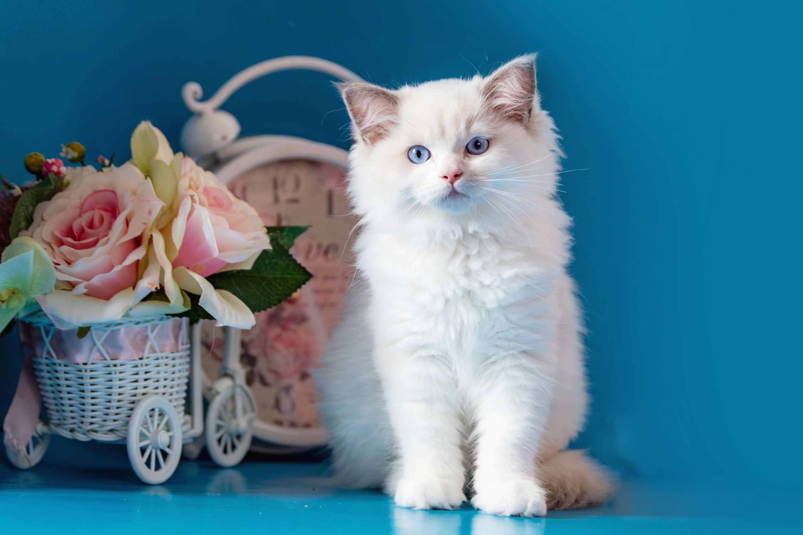 Фотосессия щенков от 7-и дней в стиле ньюборн. Фотограф анималист — Тула, Москва