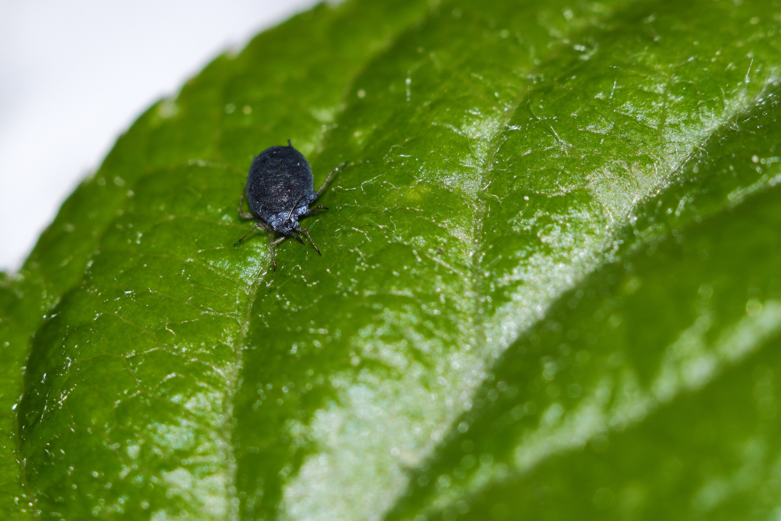 Съёмка животных и макро фото (Photographing animals and macro). Фотограф (photographer) Lischinski Vitaliy
