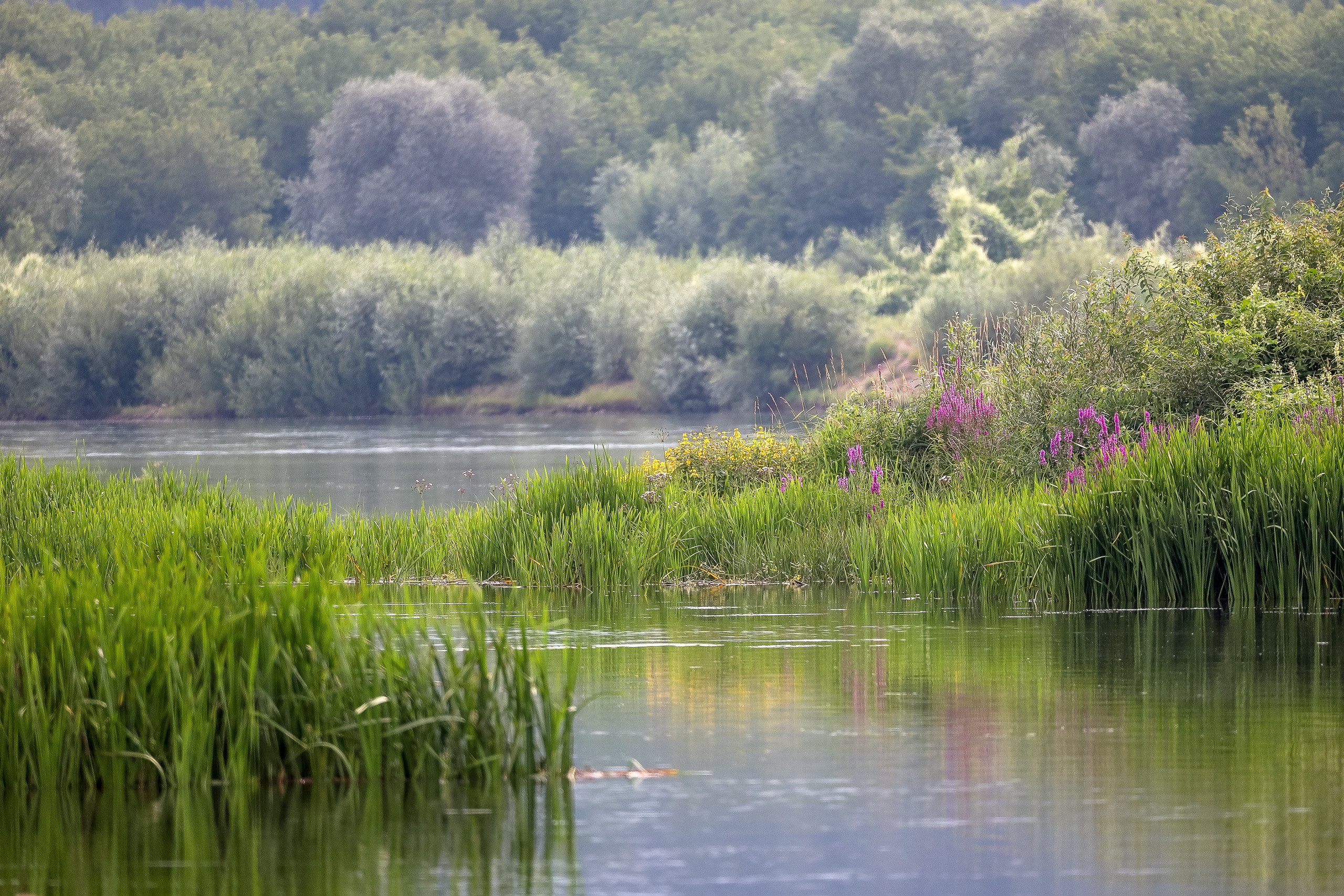 Речной пейзаж в телеобъектив