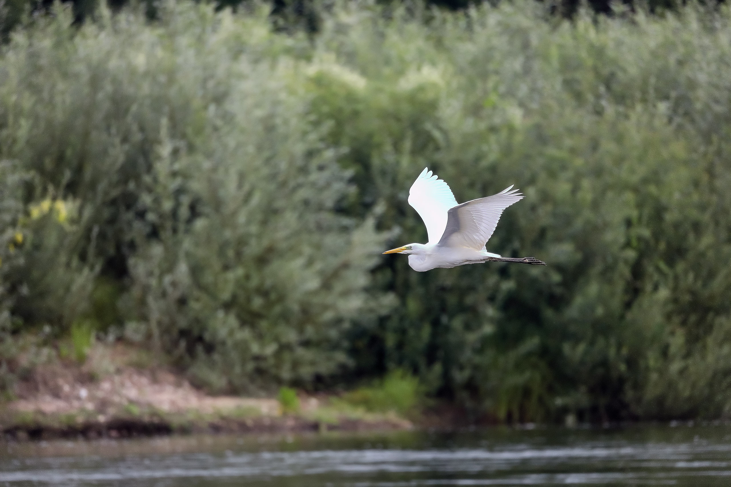 Большая белая цапля в полете над рекой