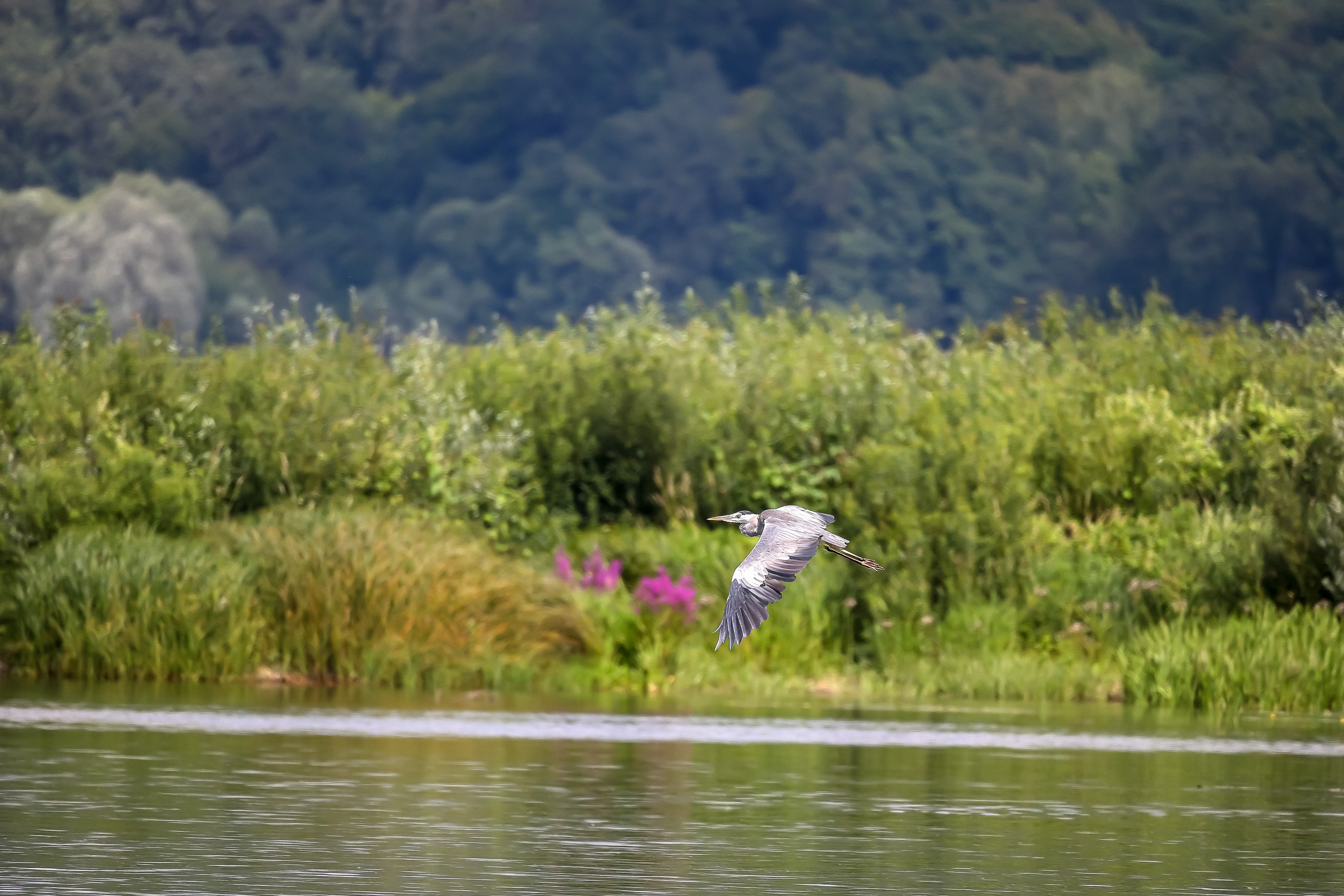 Серая цапля летит над рекой