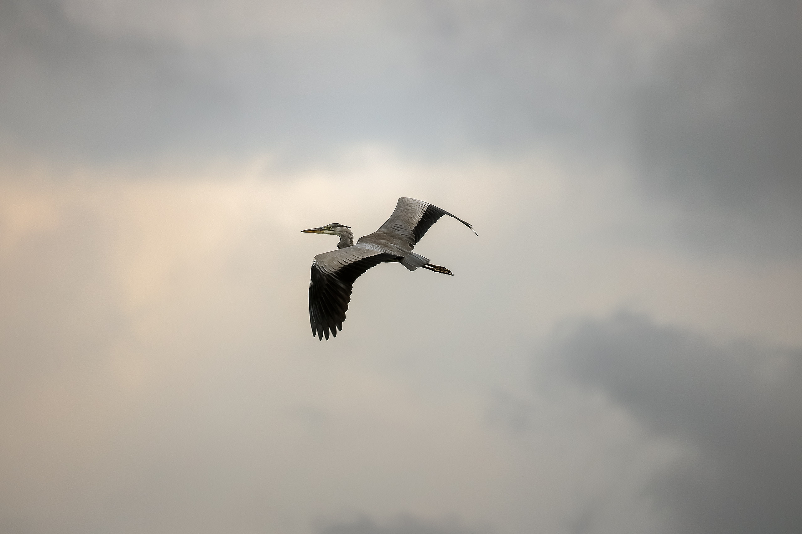 Серая цапля летит