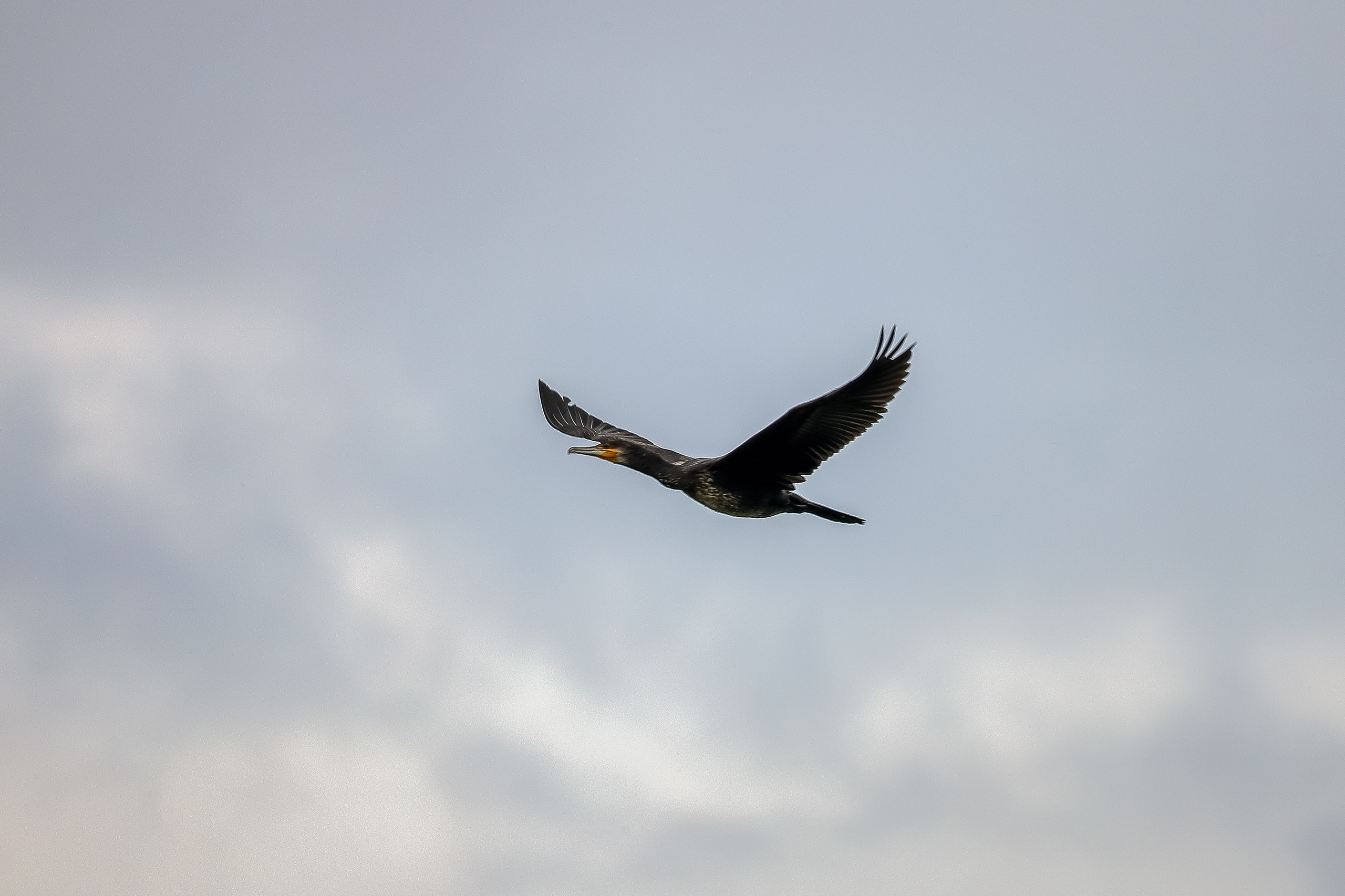 Большой баклан