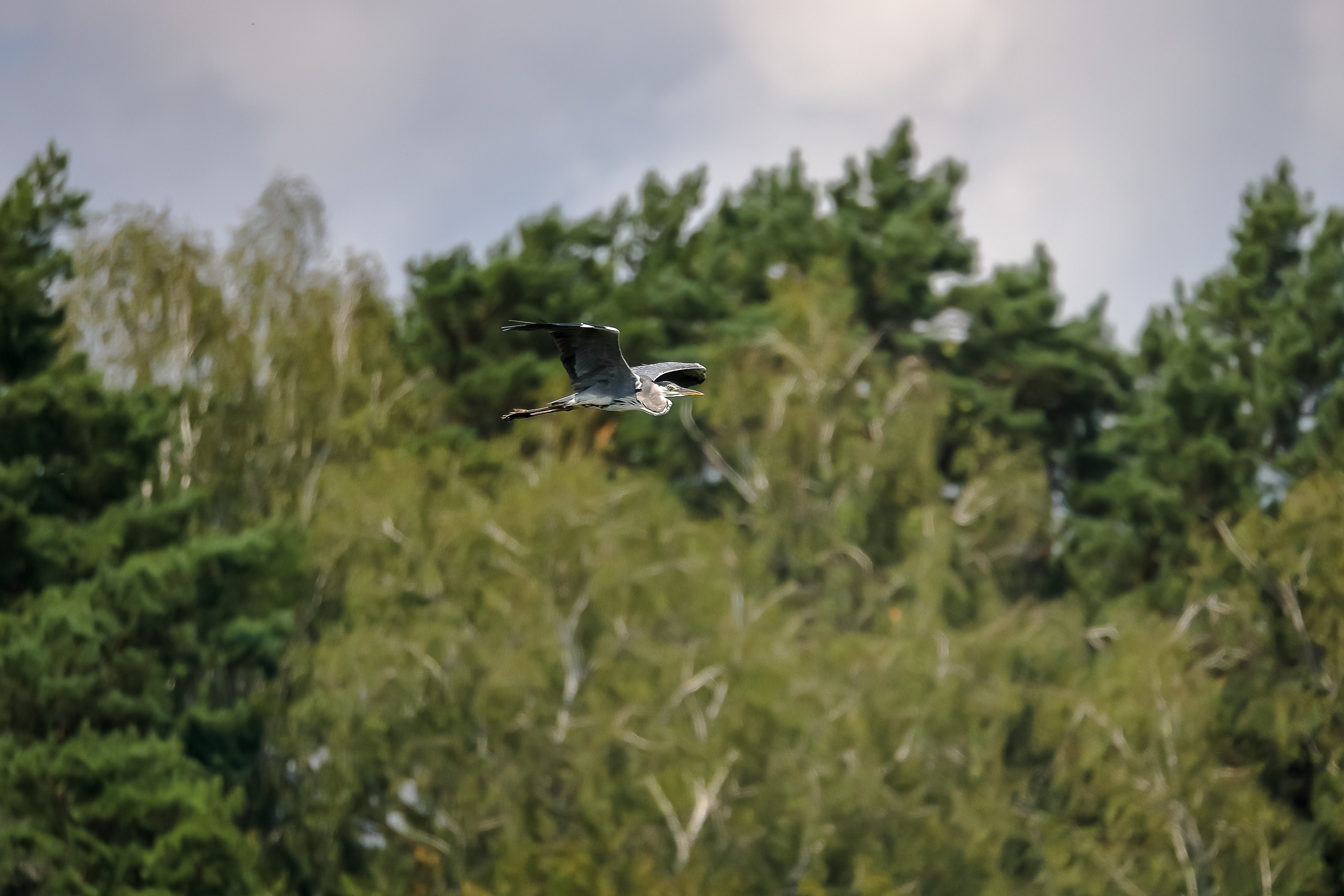 Серая цапля