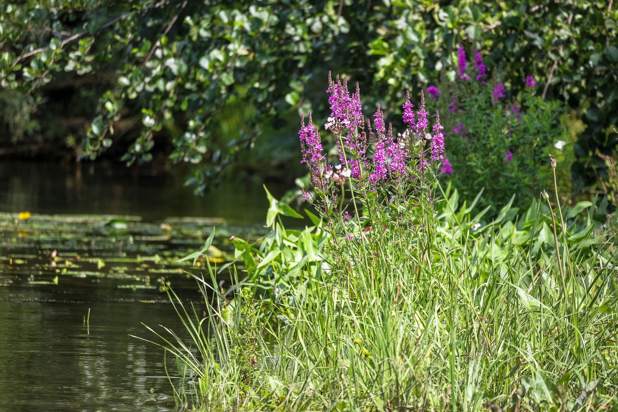 Цветение на реке
