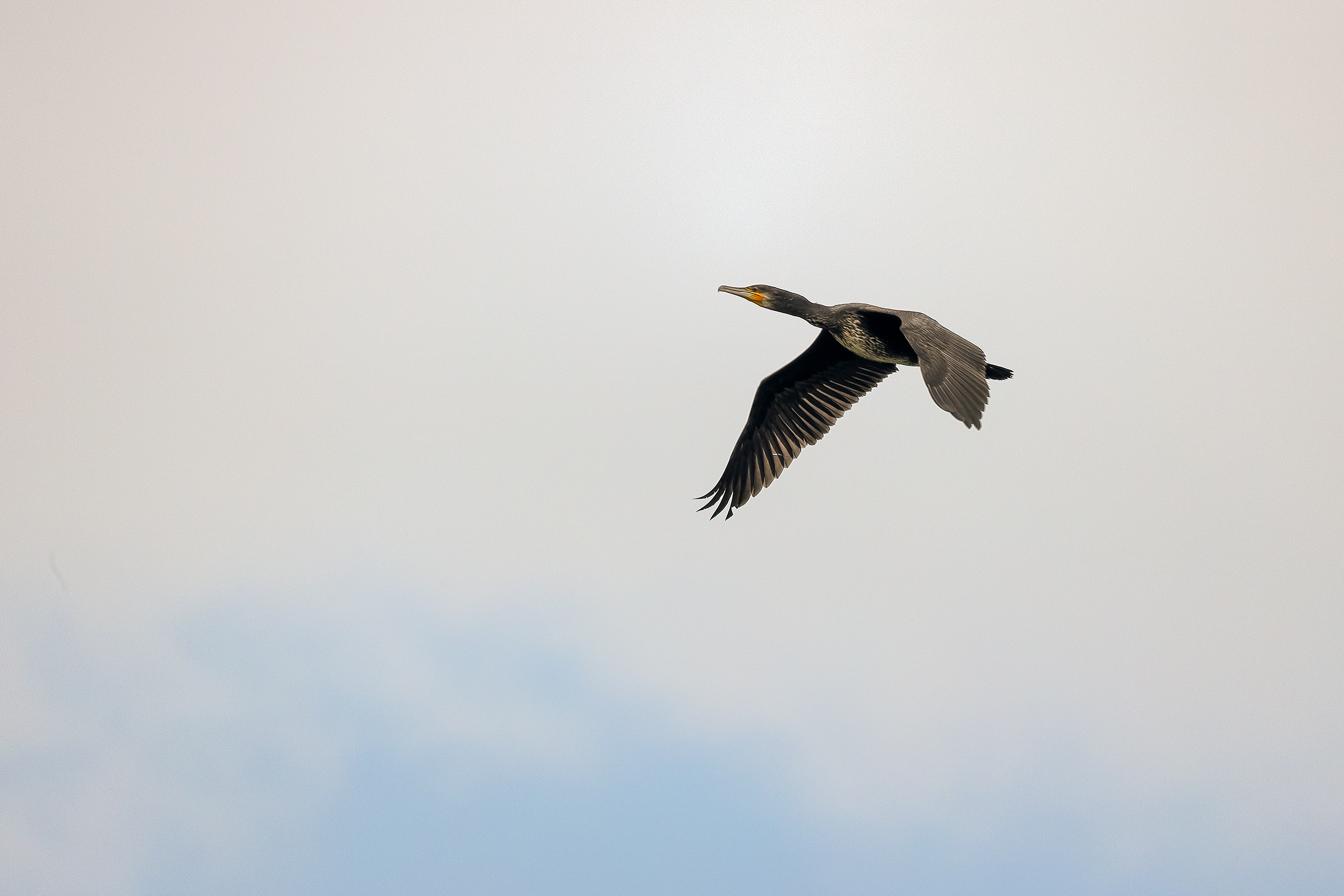 Баклан в полете