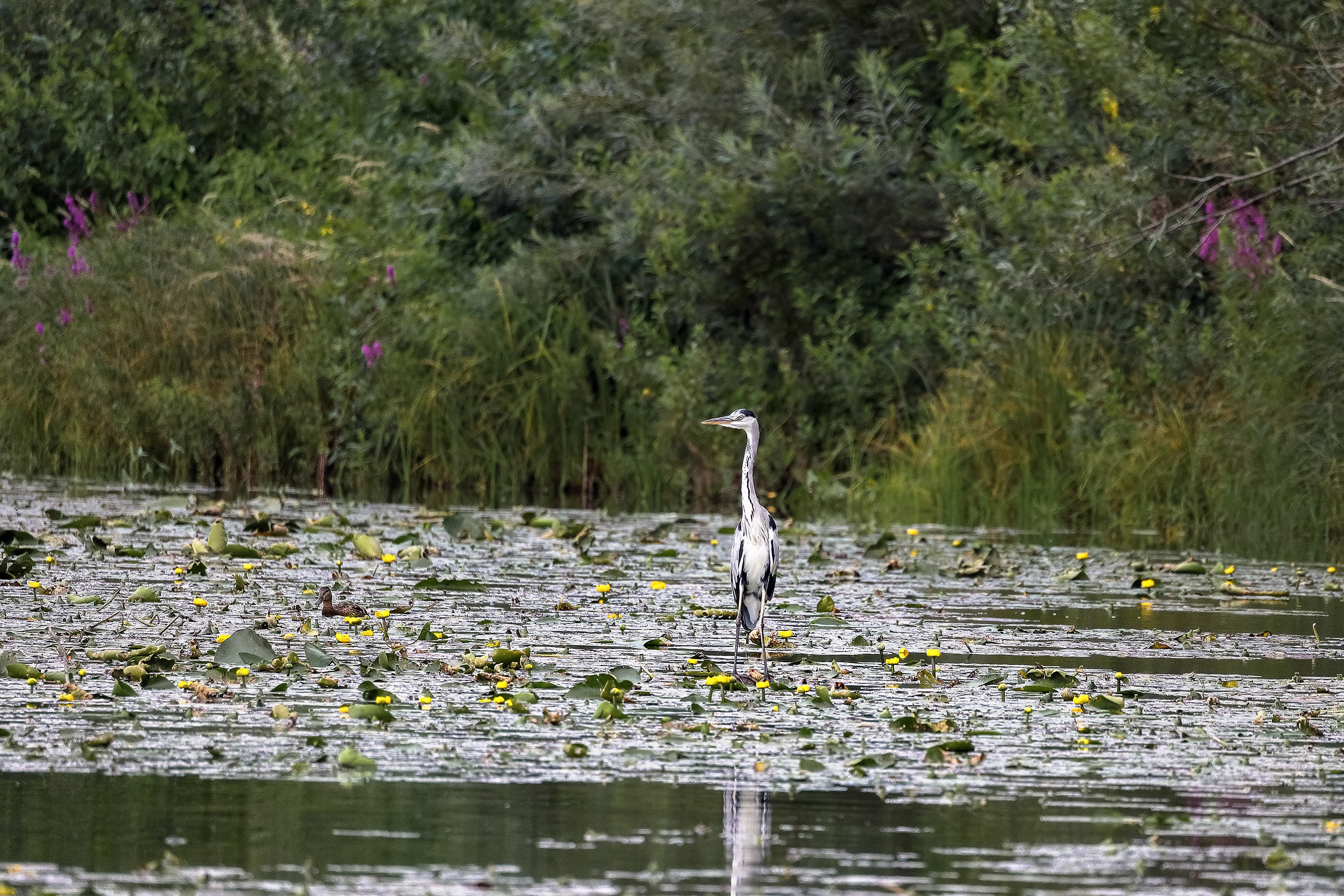 Серая цапля в кувшинках