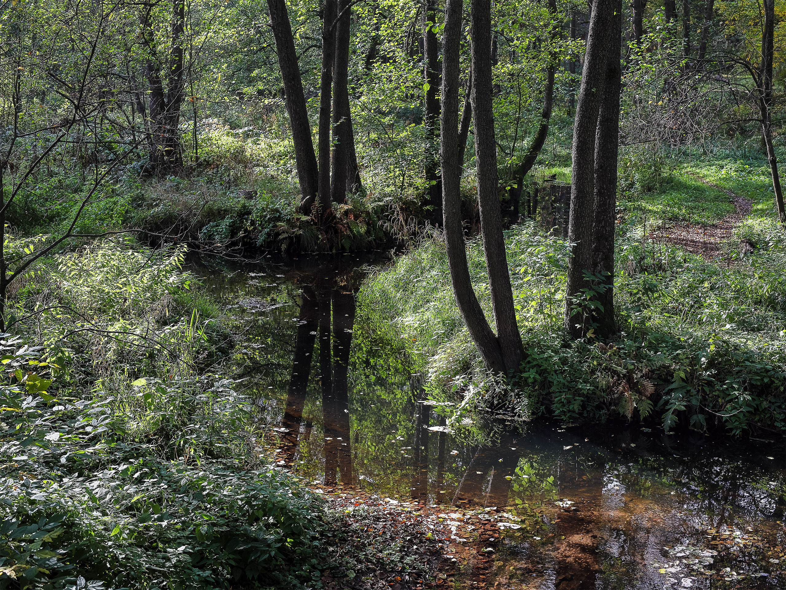 Ручей в осеннем лесу