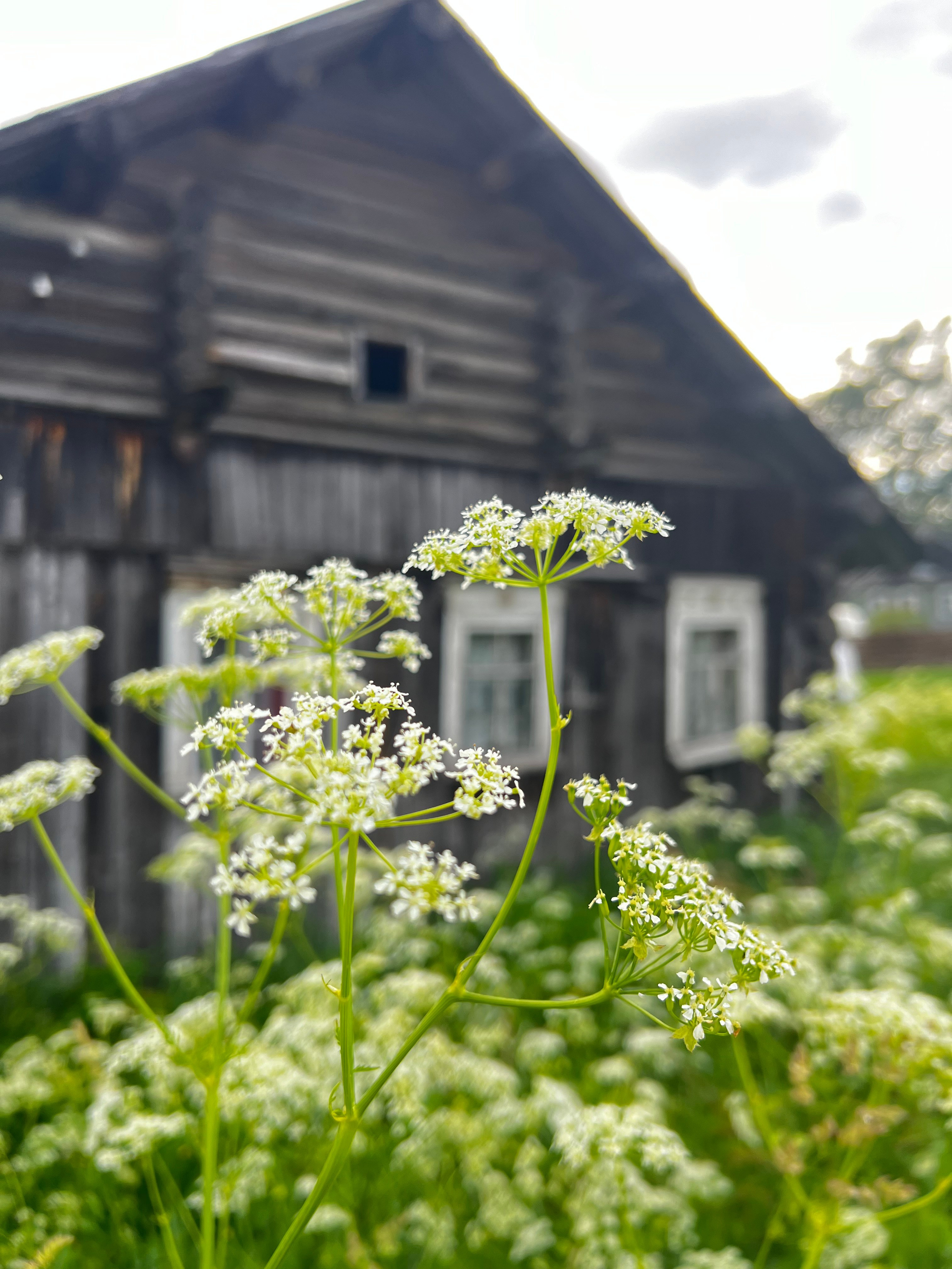Ботаника. Фотограф • Елена Миронова