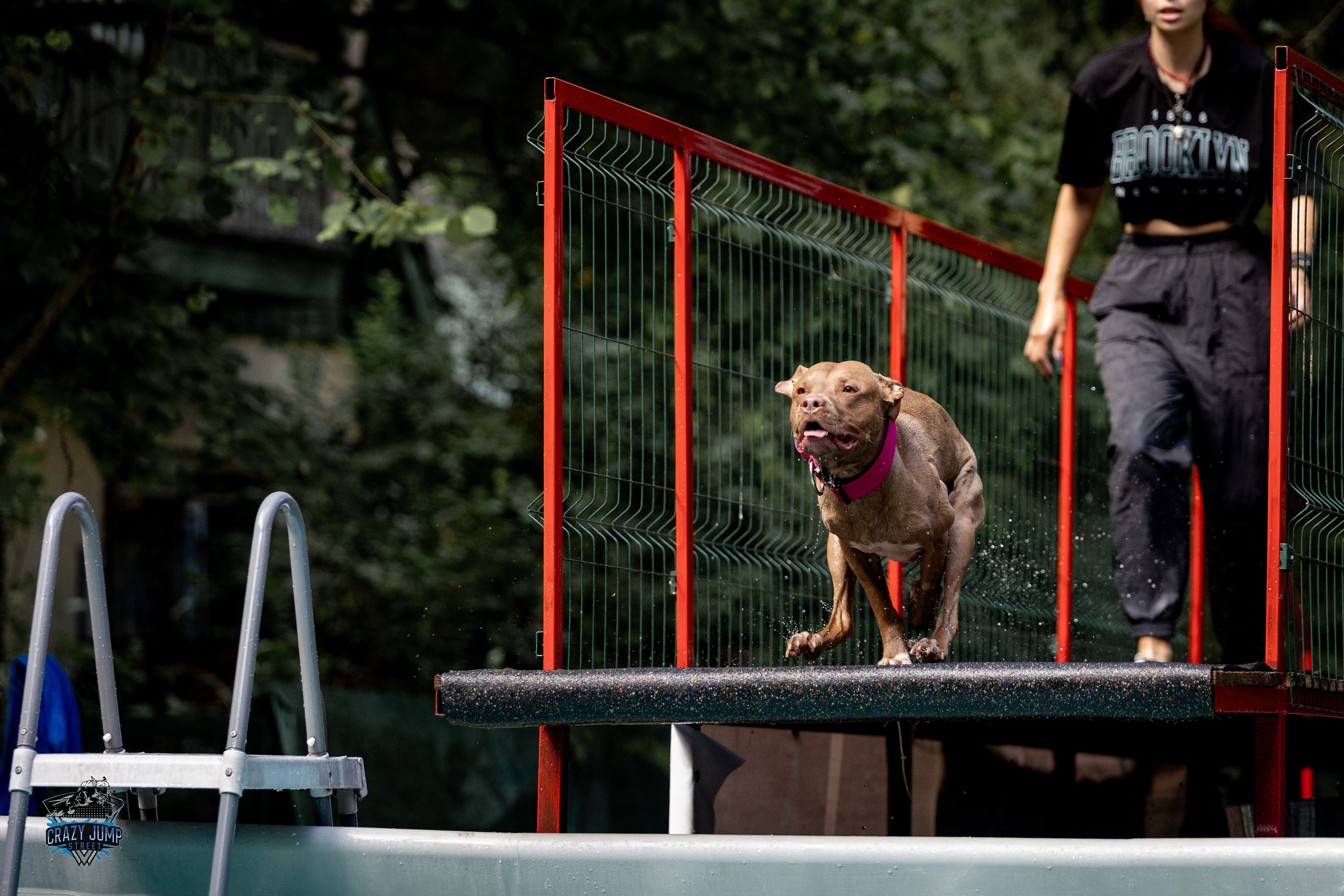 Собаки, спорт, Док дайвинг. Свадебный и репортажный фотограф в Москве и Московской области