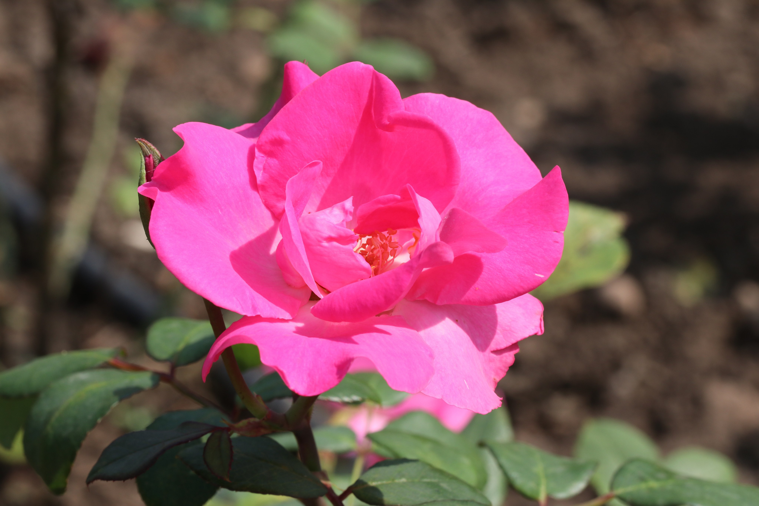 Долина роз в Кисловодске. Фото-художник и Репортажный фотограф Николаев Александр Алексеевич