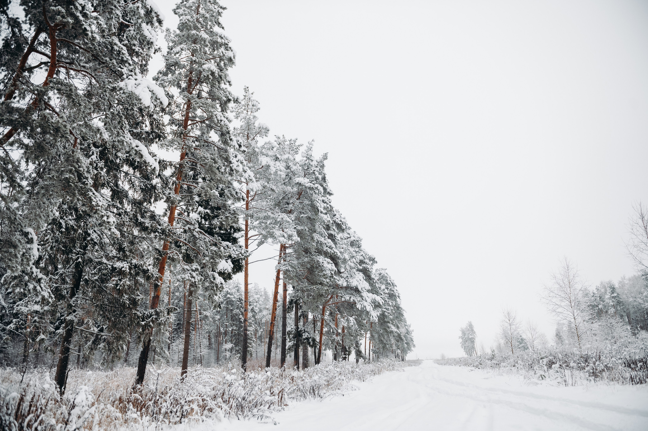Снежная прогулка. Главная