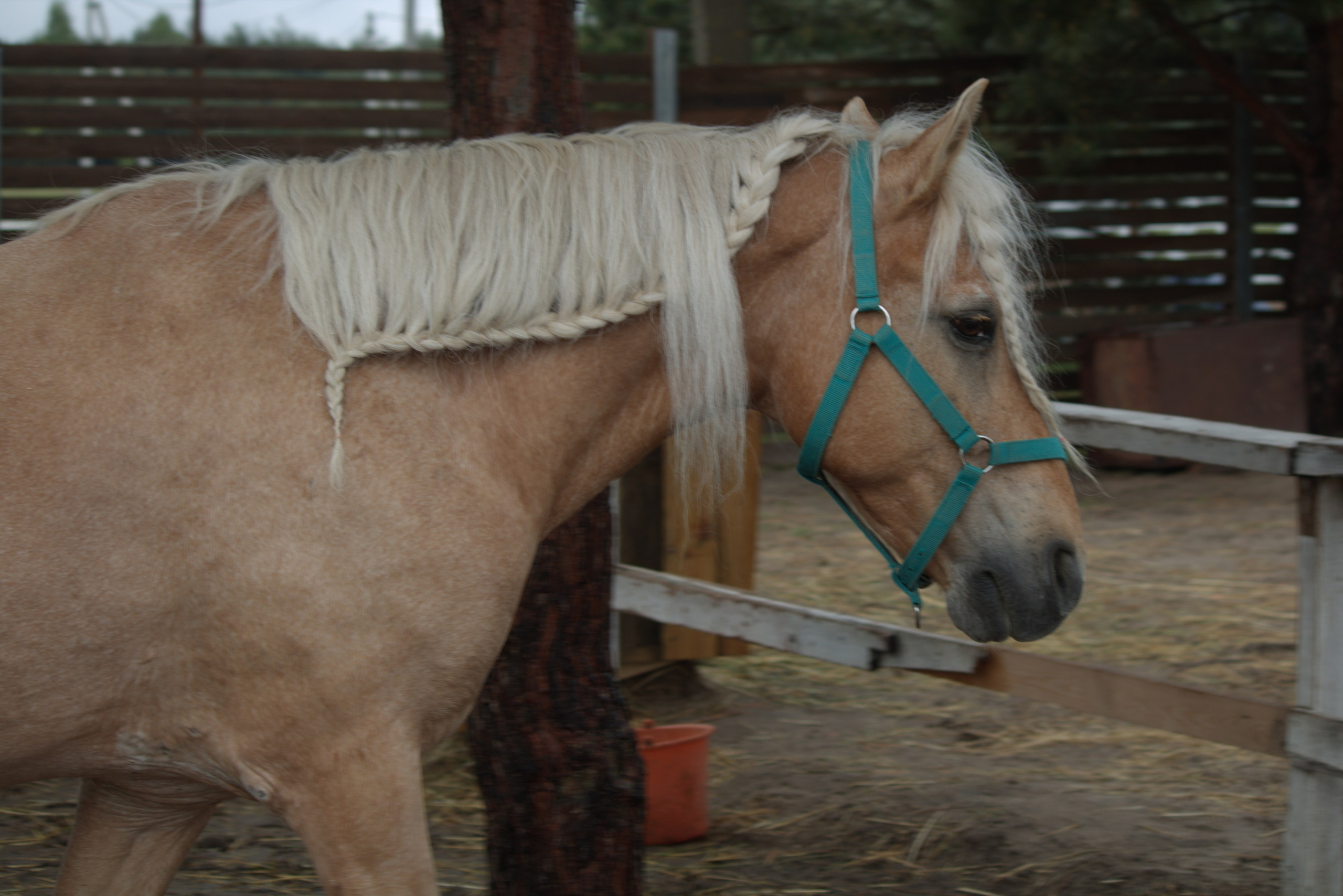 Коричневый конь