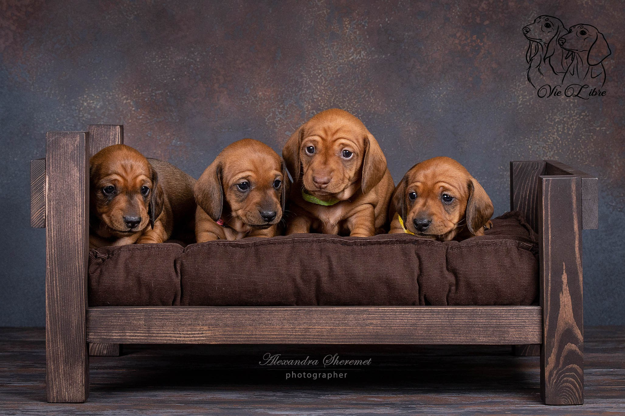 Щенки. Фотограф-анималист Александра Шеремет