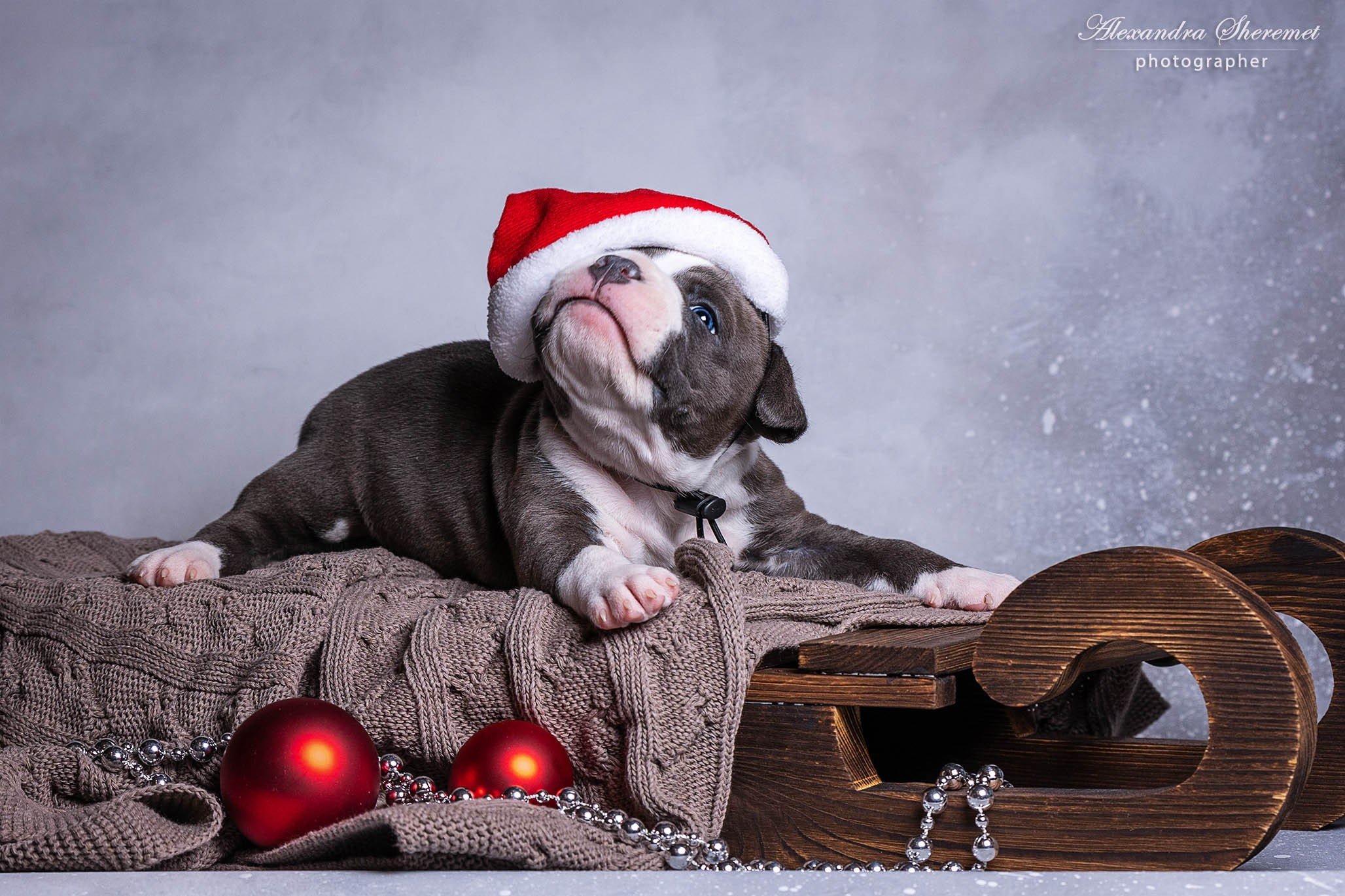 Щенки. Фотограф-анималист Александра Шеремет