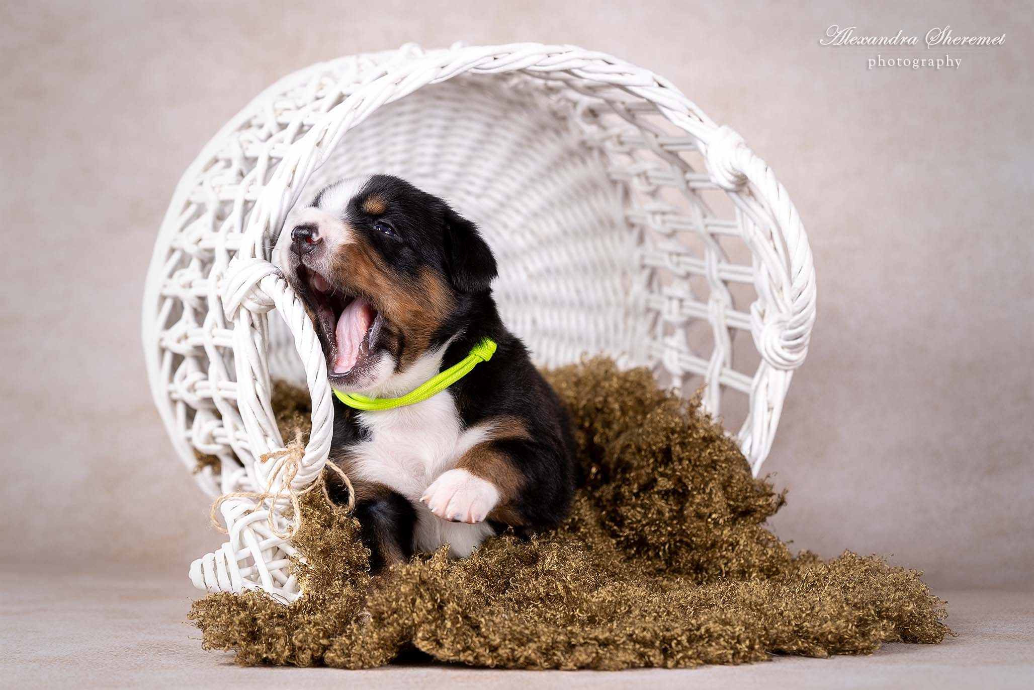 Щенки. Фотограф-анималист Александра Шеремет