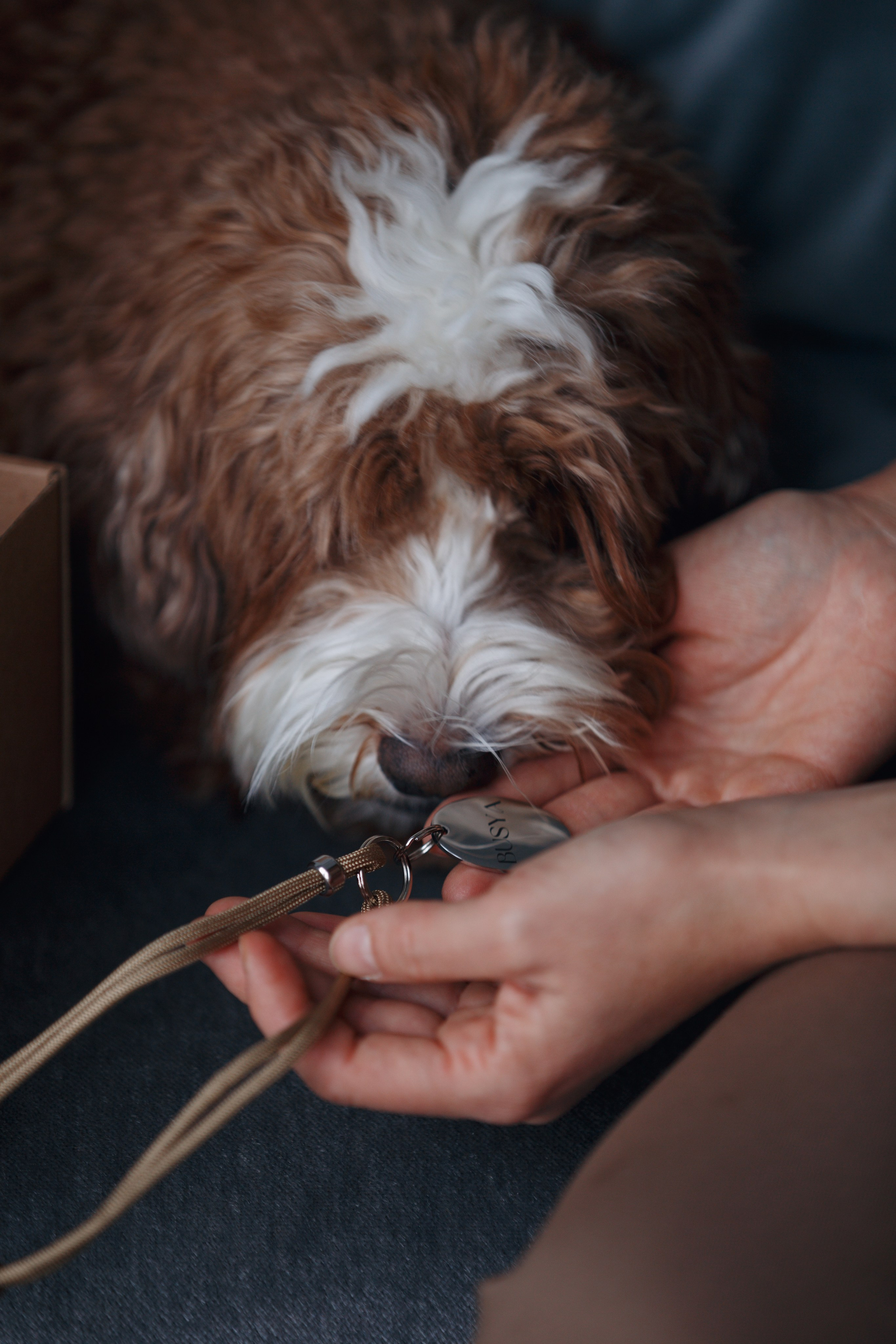 Bmbh лежанки и адресники. Фотограф анималист Кристина Карпова, Москва