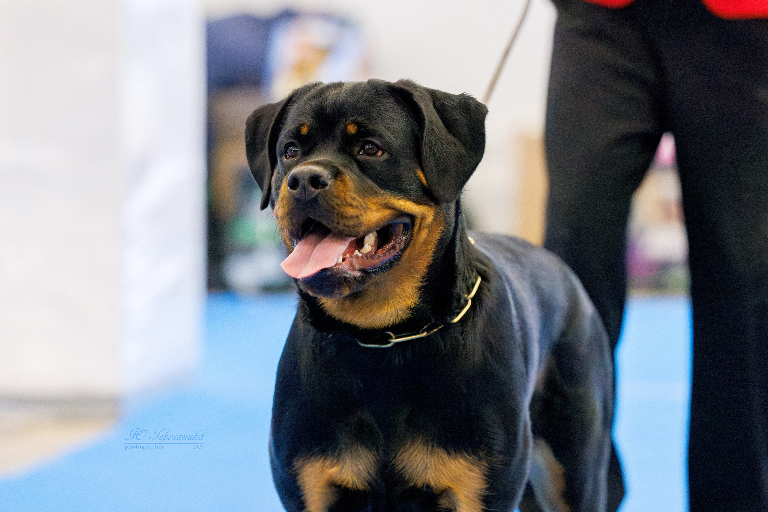 Питер ротвейлеры 18.01,Крокус 19.01.2025. Фотограф-анималист Юлия Германика