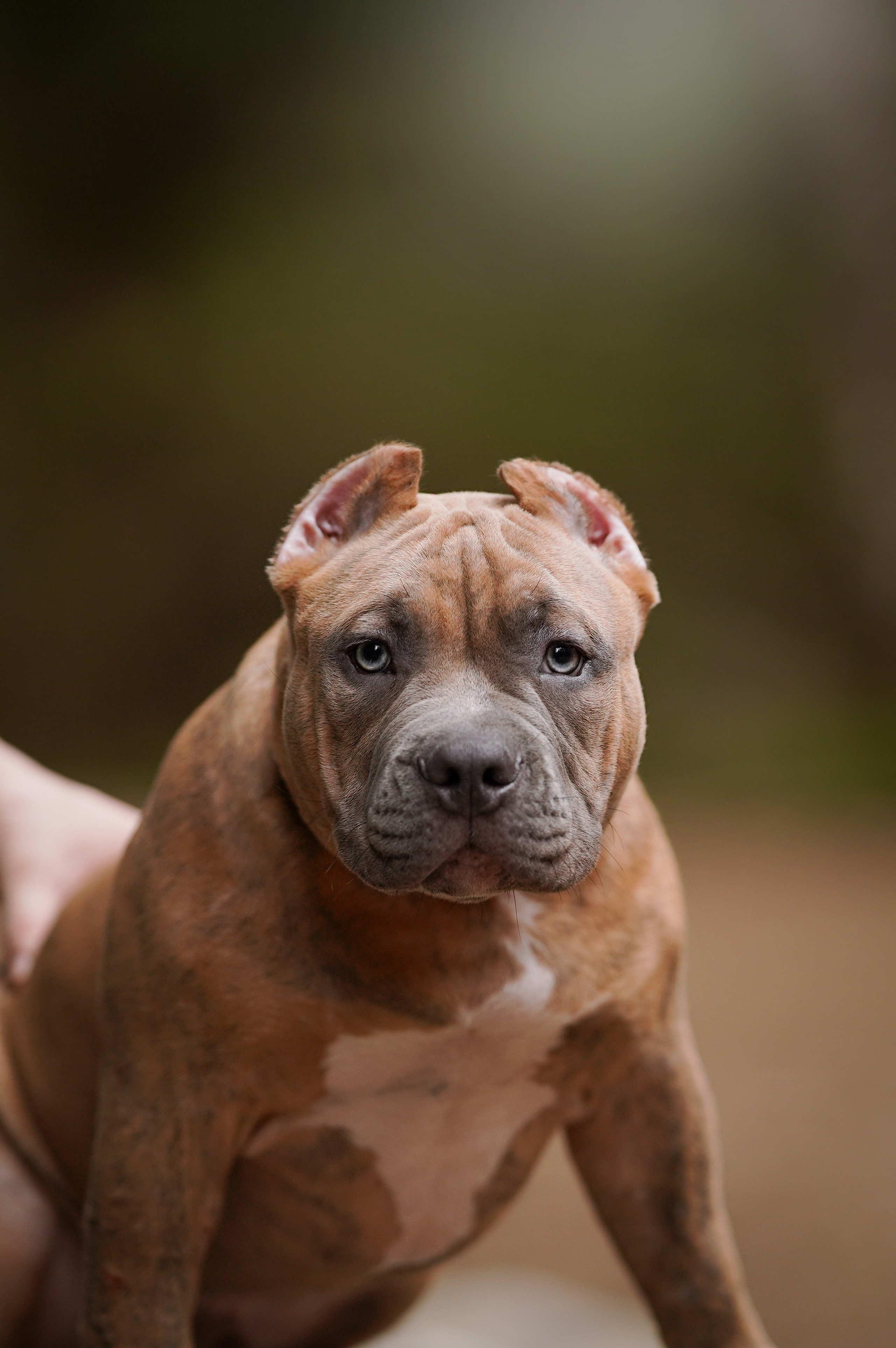 Щенки булли. Фотограф-анималист в Санкт-Петербурге Яна Мартынова