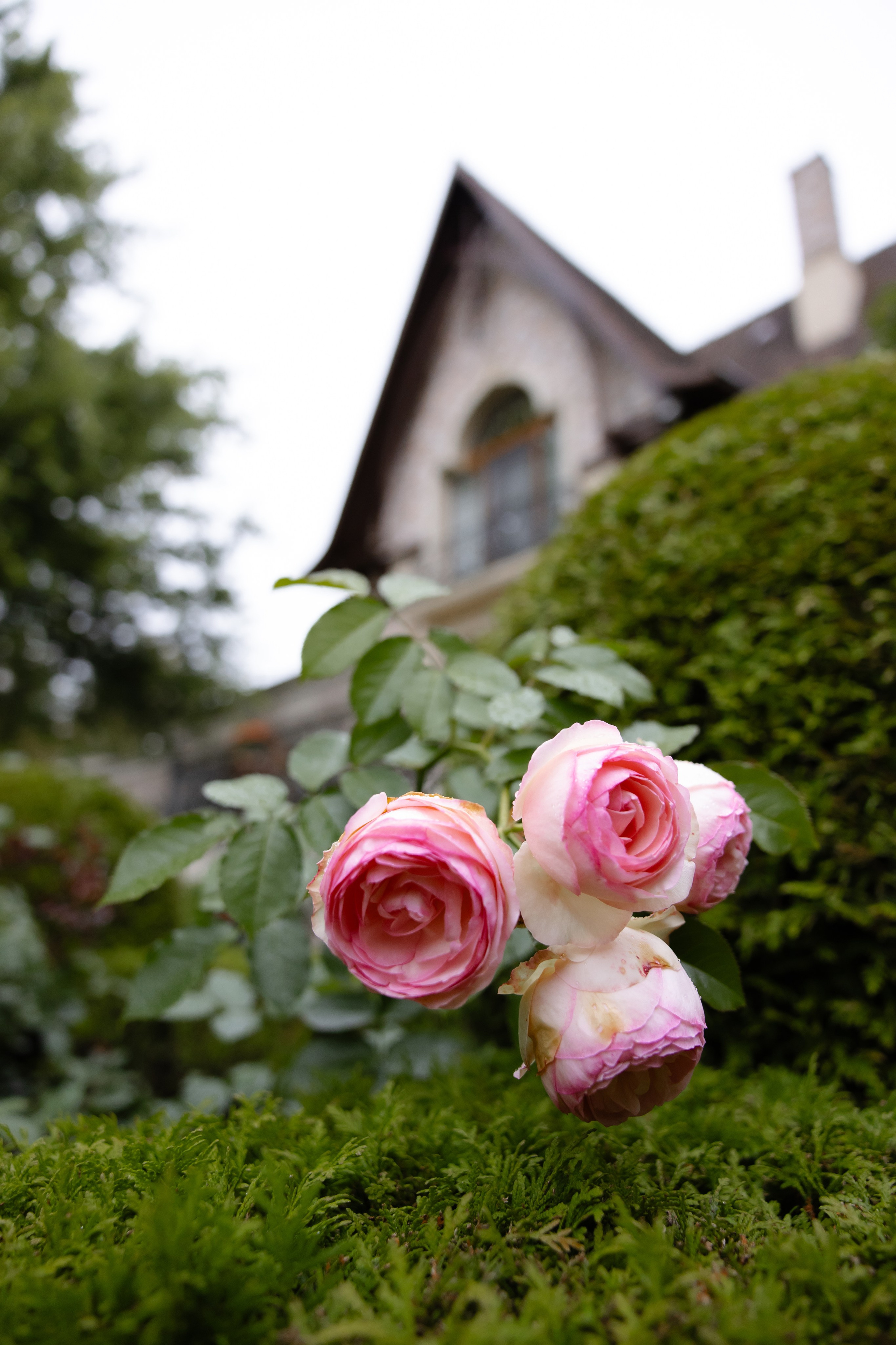Ростислав и Вика. Свадебный фотограф Анна Бабахина