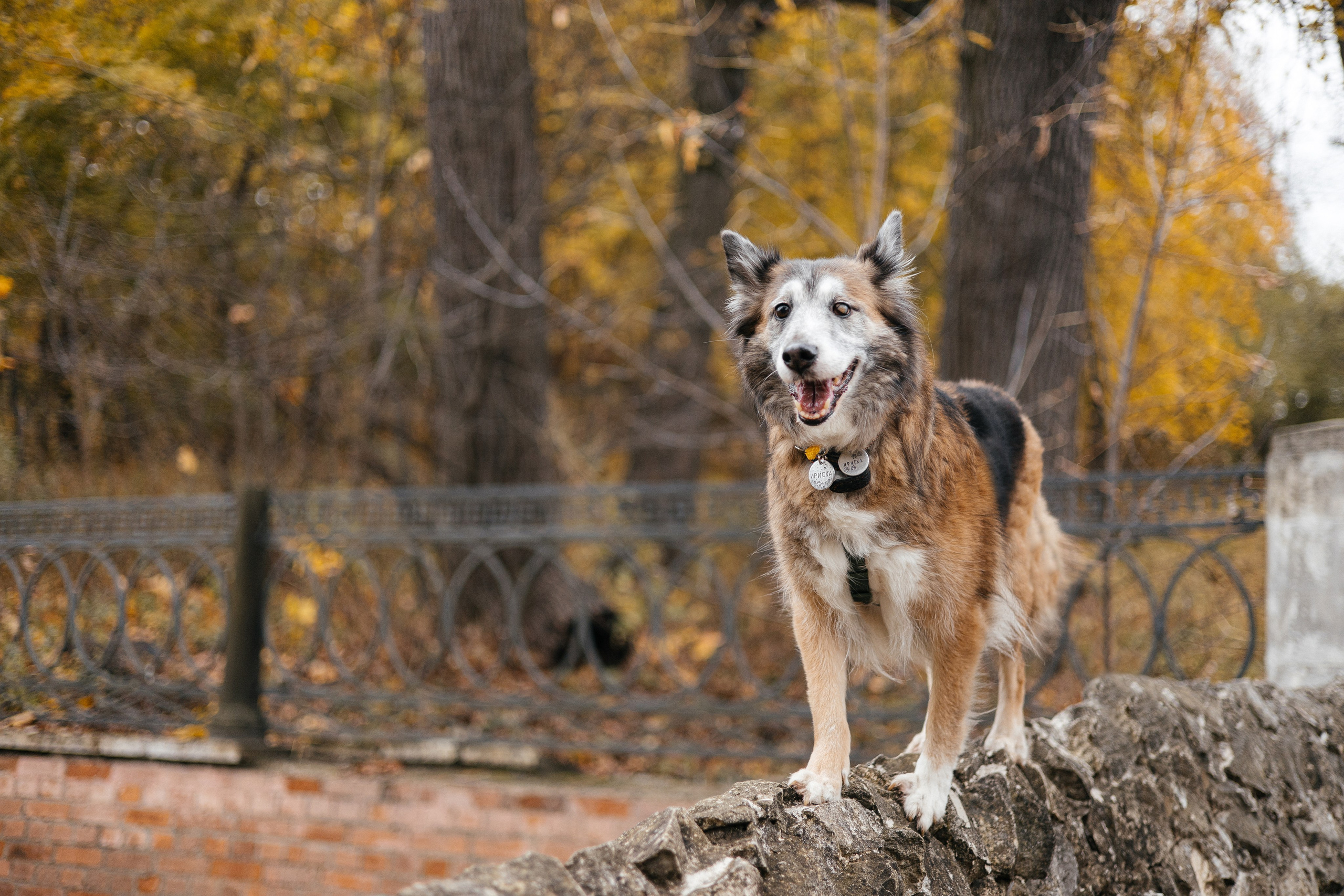 Аня и Ириска. Фотограф Анна Луценко Москва