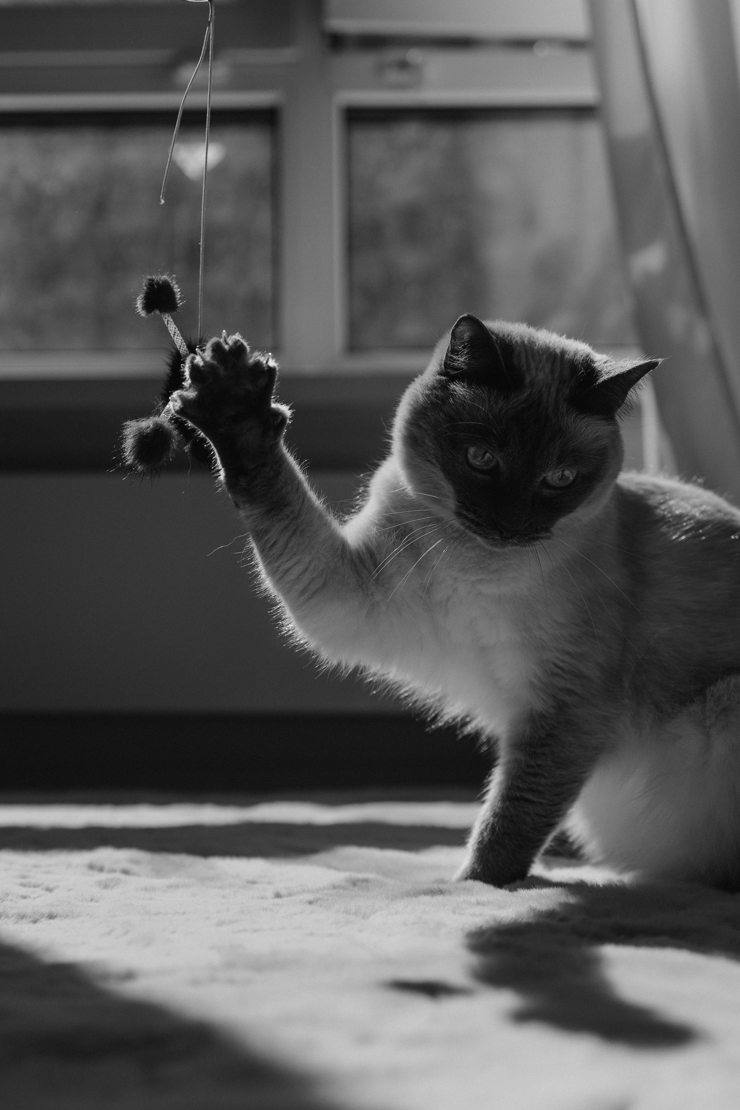 Бэлла, Деми и Луна. Фотораф — анималист Мария Шистка