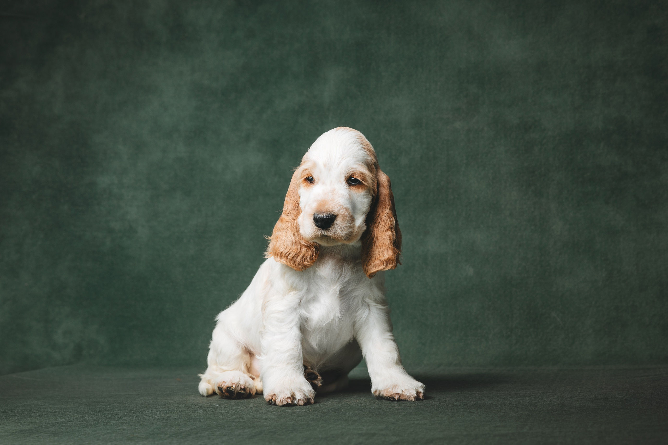Английские коккер-спаниели. Фотограф анималист Осипчикова Мария