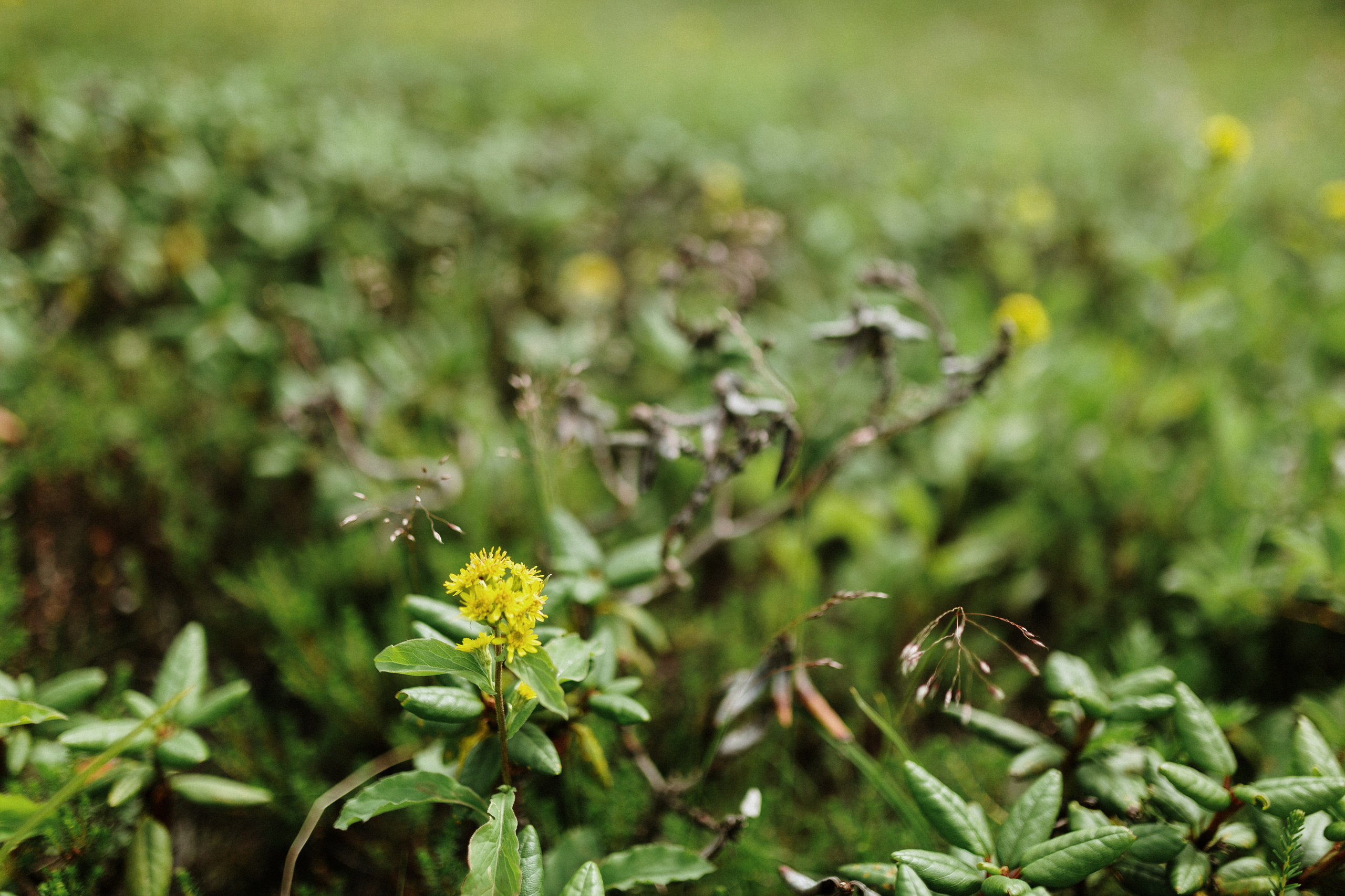 Alexey & Alina. Свадебное фото и видео на Камчатке. Туристические маршруты