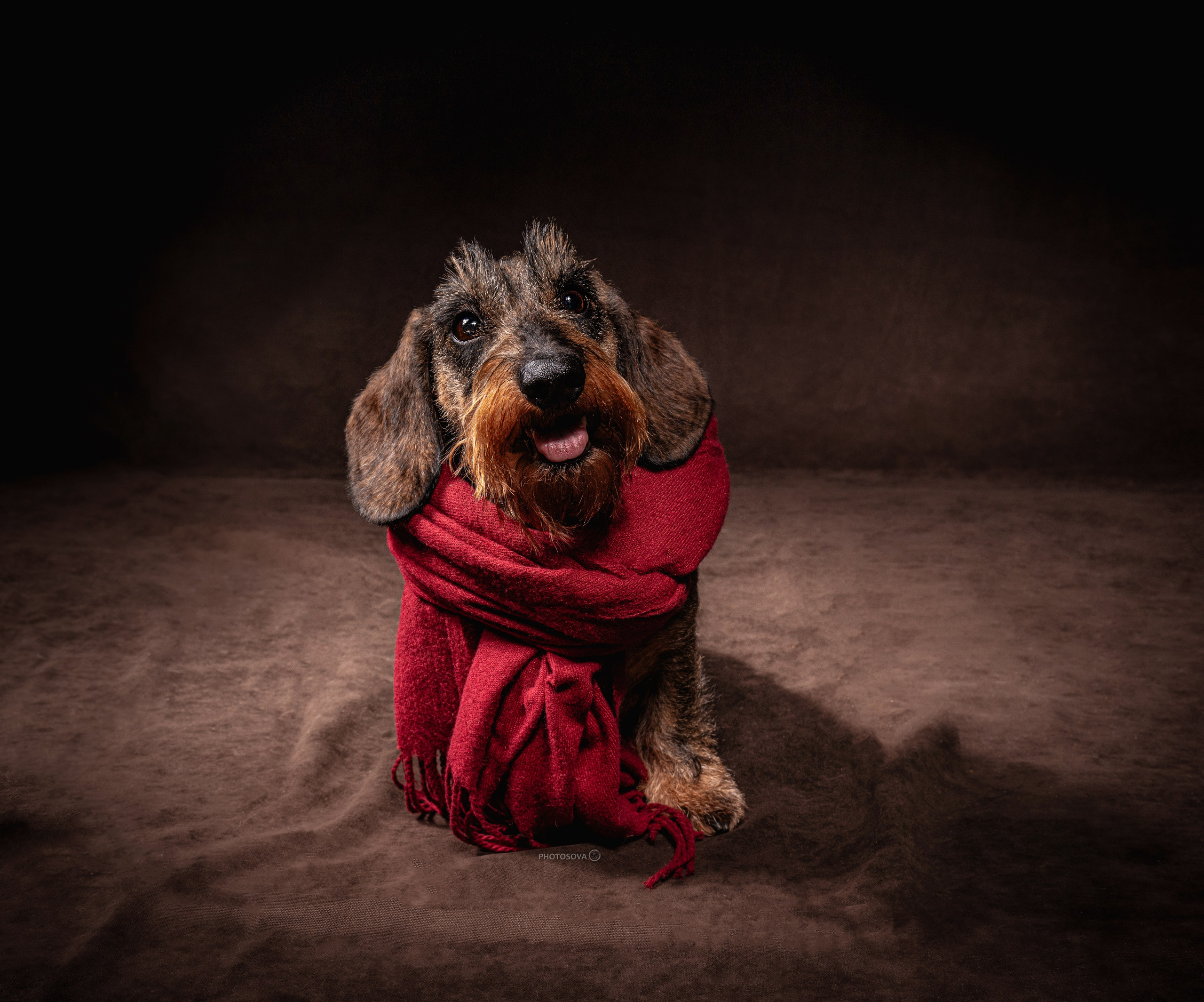 ФОТОПАМЯТЬ ВАШИХ ЭМОЦИЙ. Фотограф-анималист, семейный фотограф в Москве и Подмосковье. Фотосъёмка кинологических дисциплин