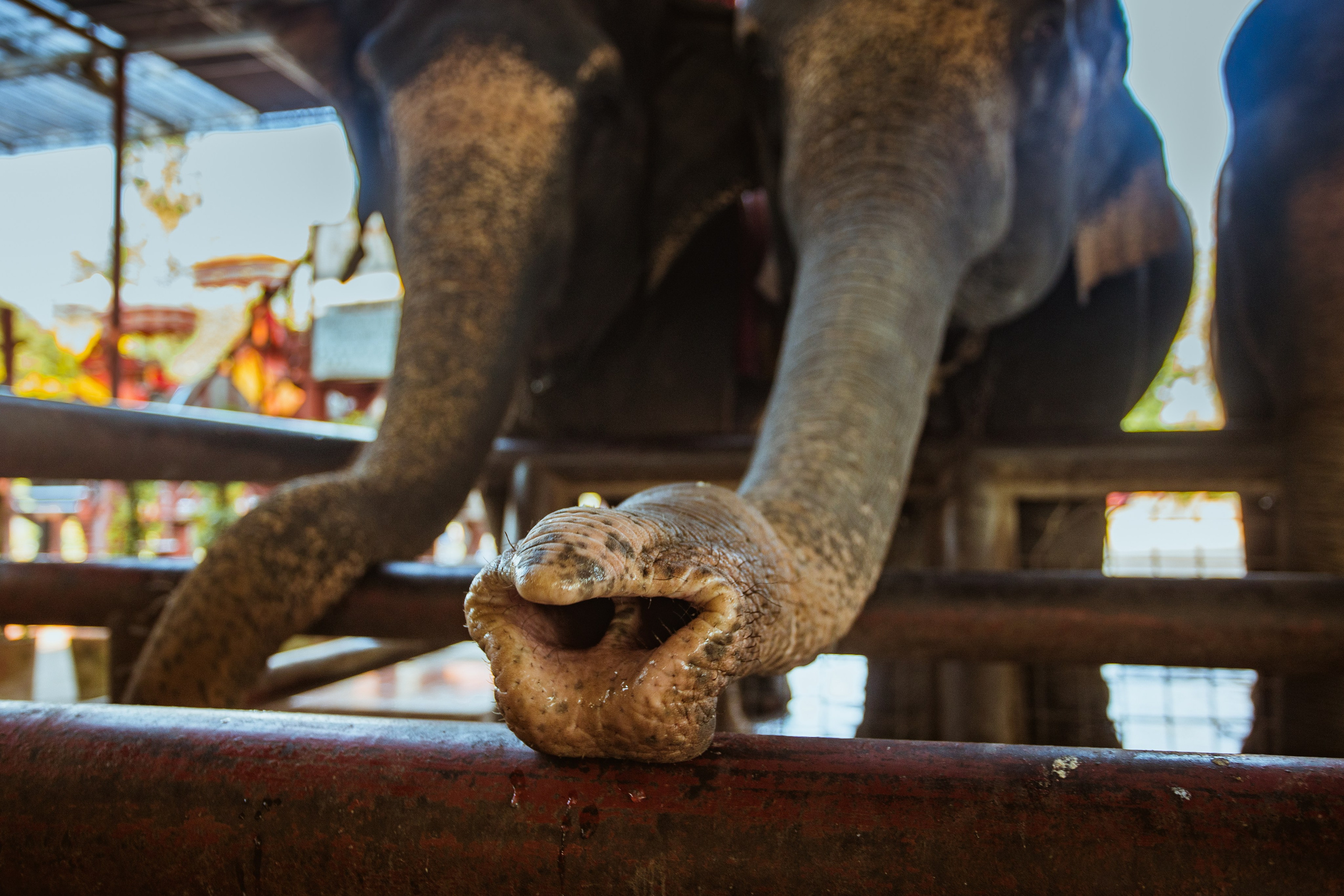 Ayutthaya. Photographer Sonkina Tatiana (Tanya Ash)