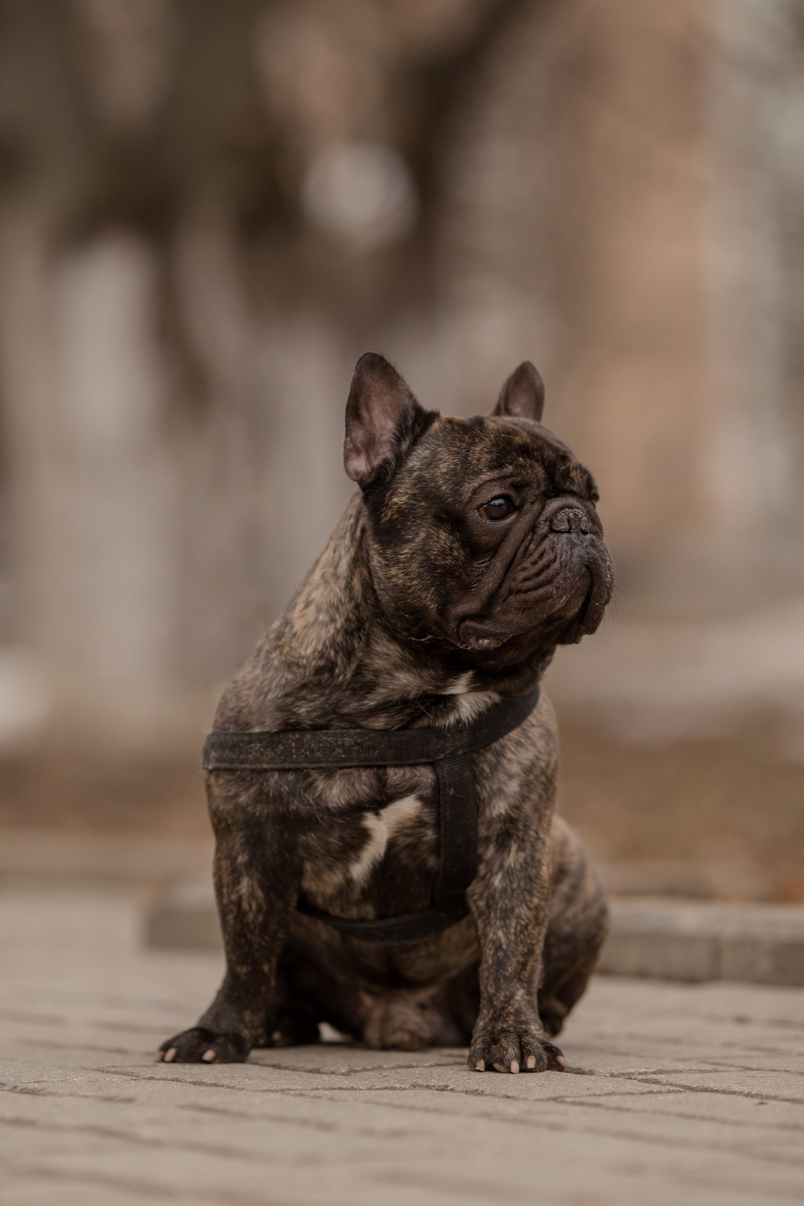 Фото французского бульдога