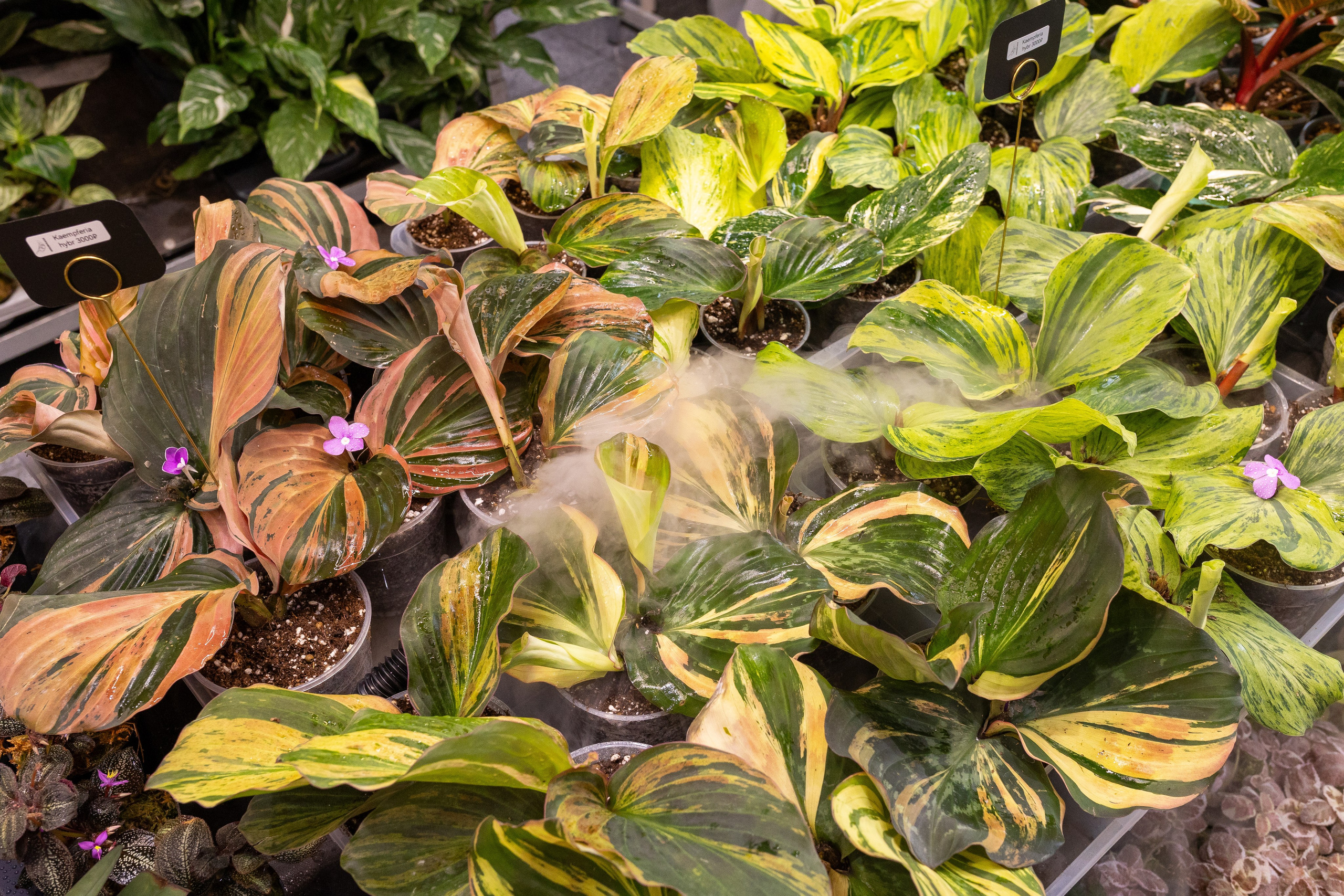 Орхидиум май 2025. Александра Куликова фотограф, Москва