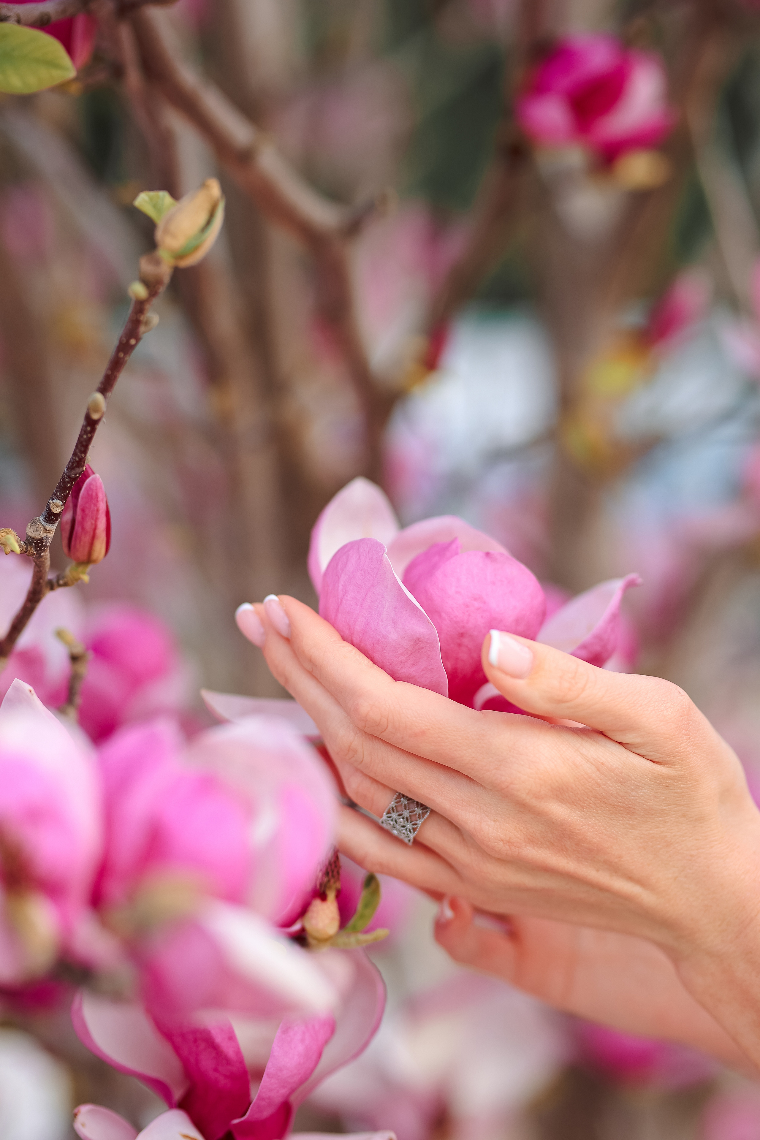 Photoshooting in magnolia