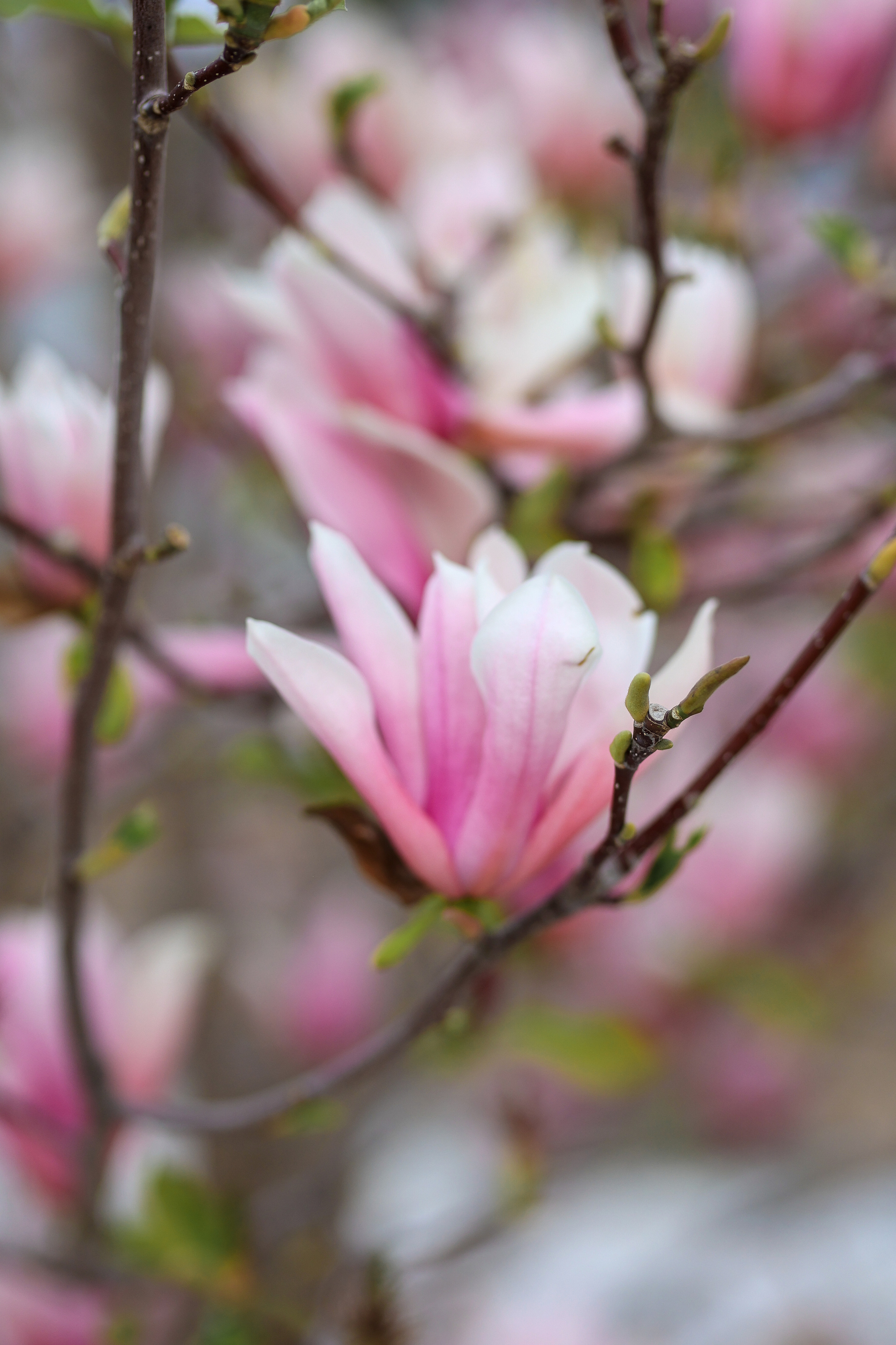 Photoshooting in magnolia