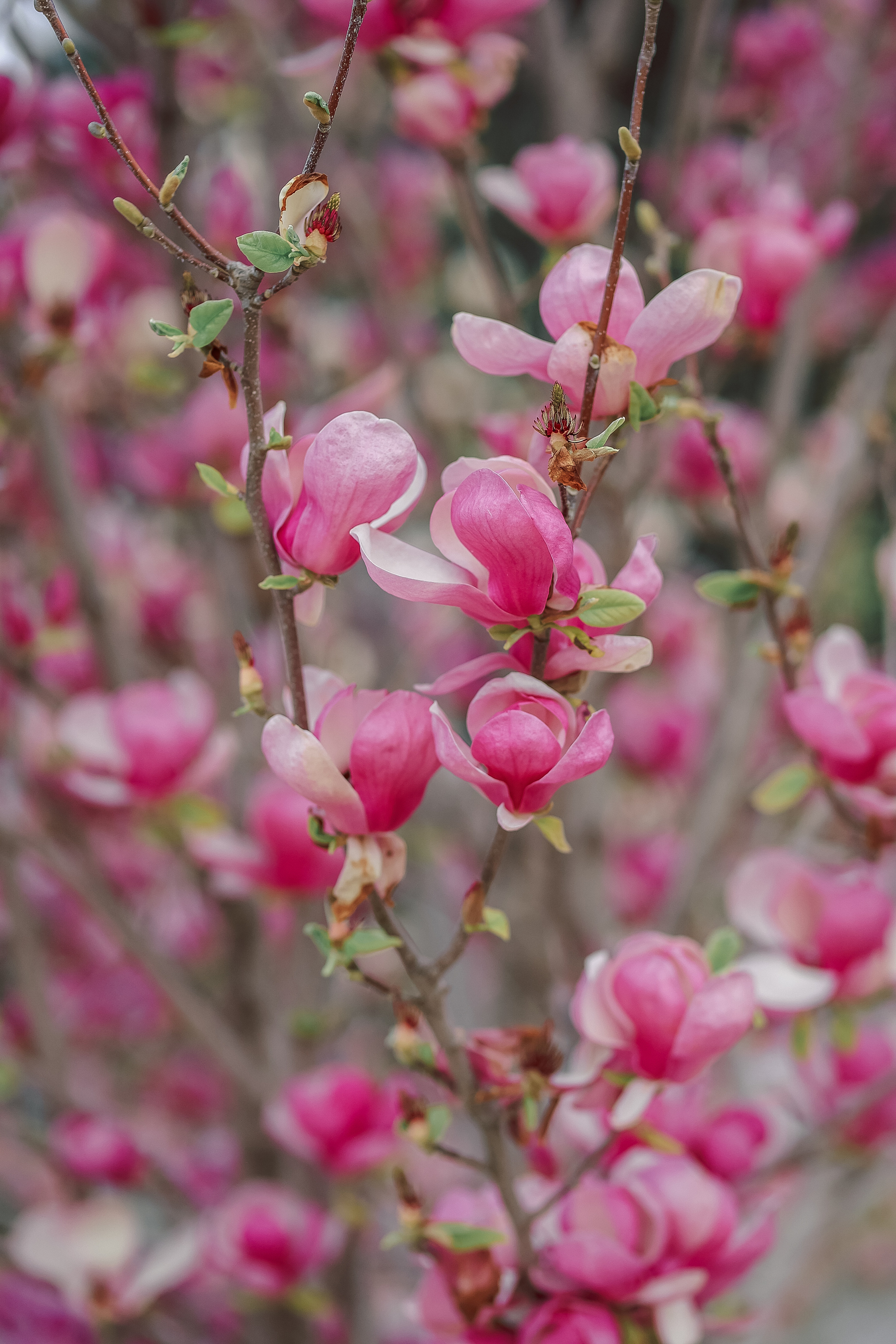 Photoshooting in magnolia