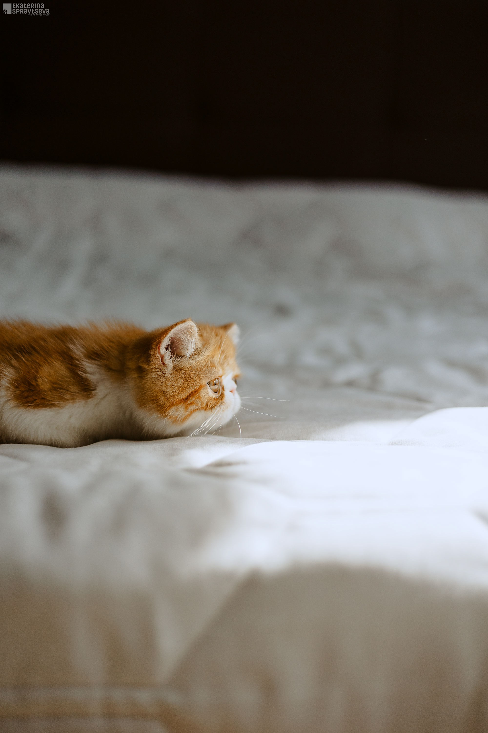 Малыш Уникум, Лиза и Миша. Фотограф Анималист Екатерина Справцева в Нижнем Новгороде