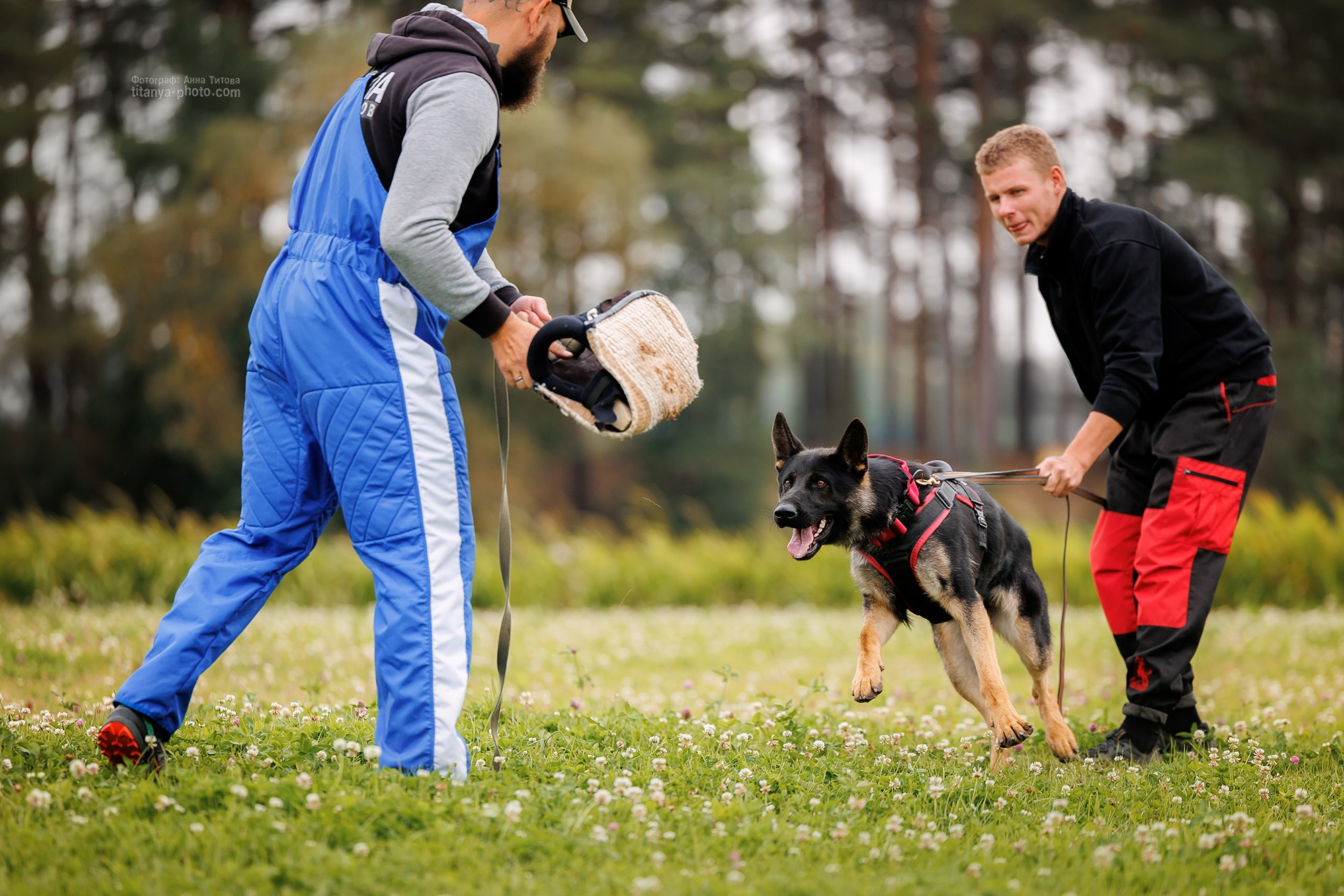 Тренировка по защите в питомнике немецких овчарок «Легенда Волги». Фотограф собак, фотограф-анималист Аня Титова (Titanya). Москва