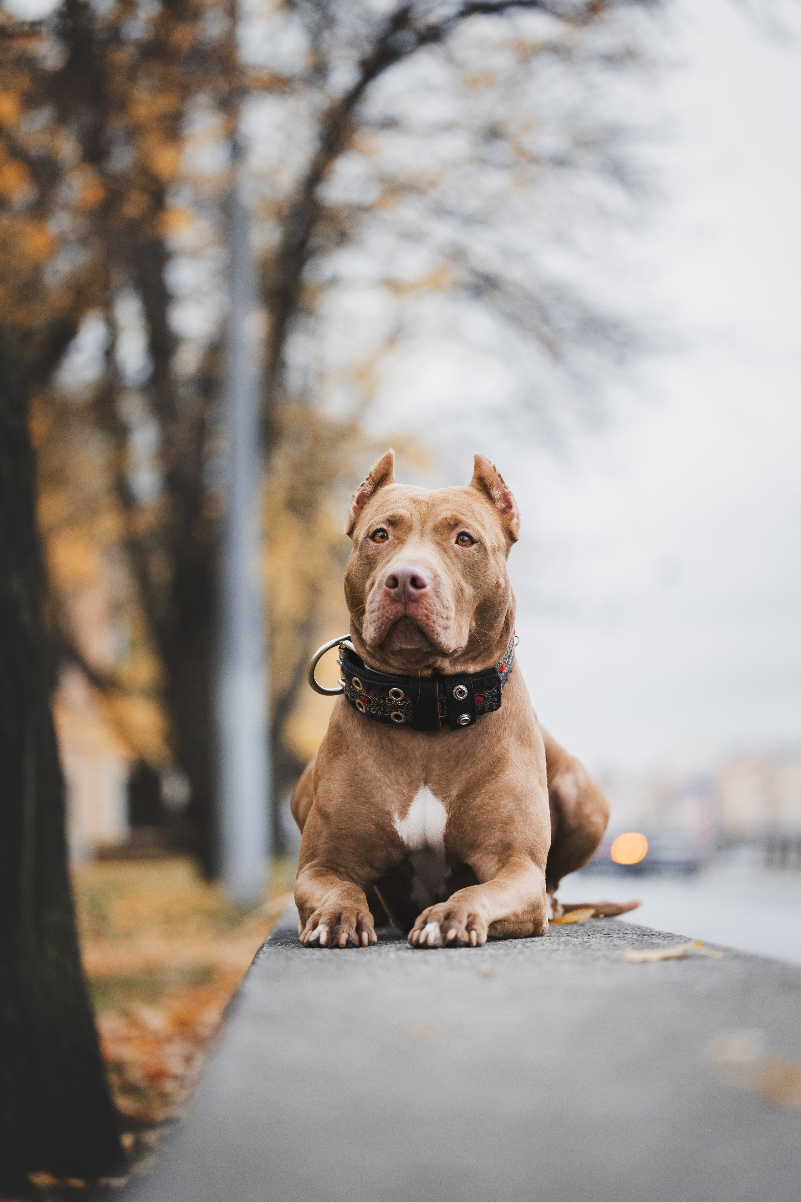 Фотопрогулки. Фотограф для людей и их питомцев Вика Шальнева