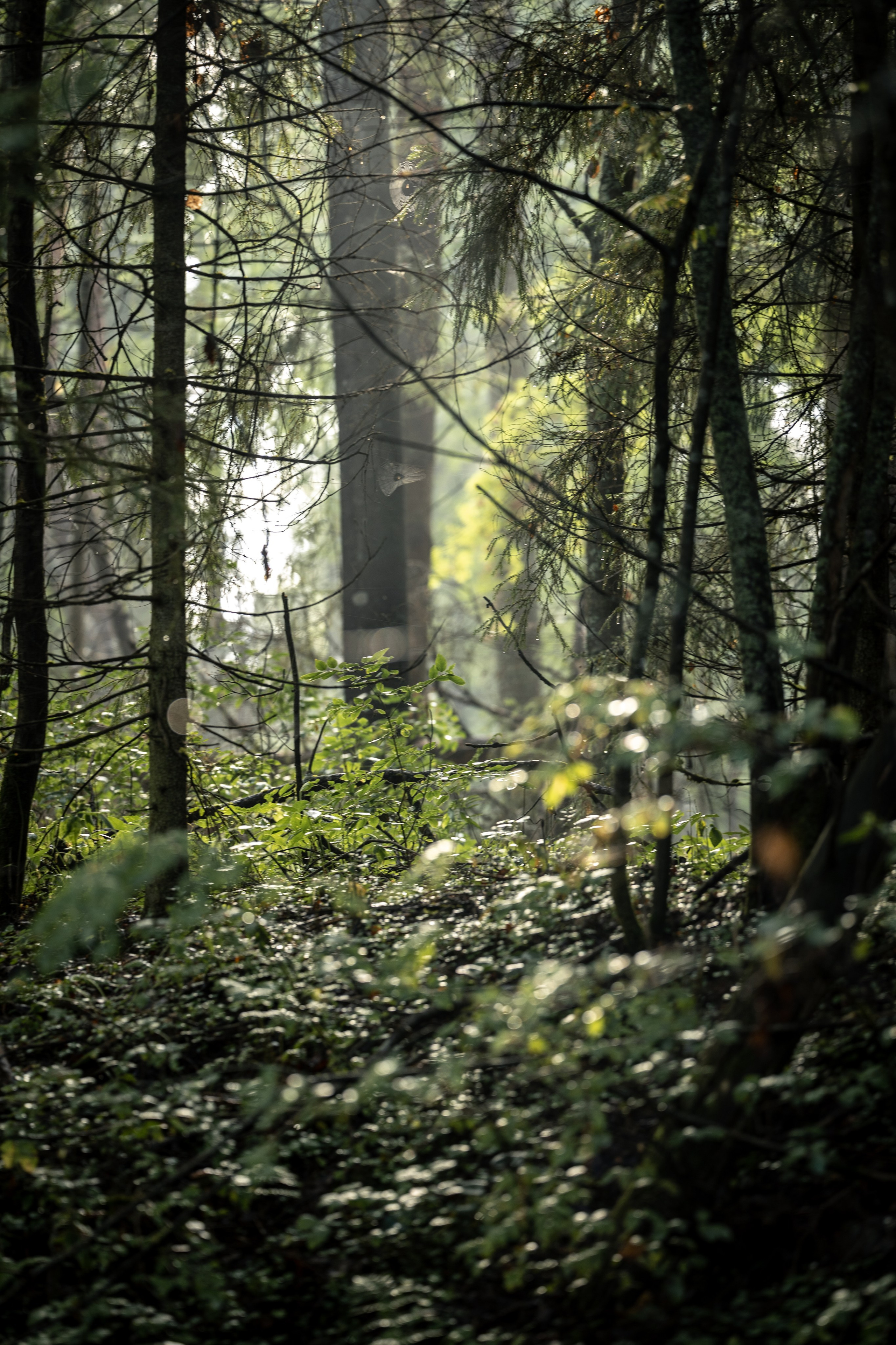 Природные пейзажи. Наталия Клевинскас портретный фотограф в Костроме