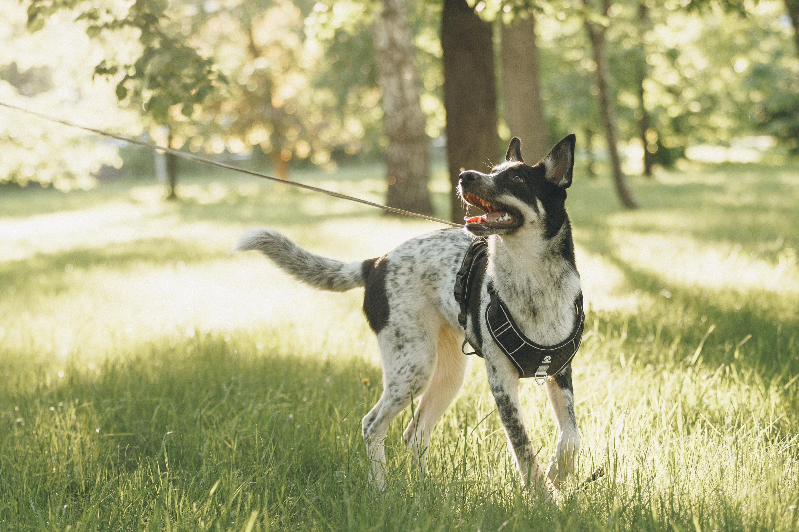 Ваши фотографии. Фотограф анималист Осипчикова Мария