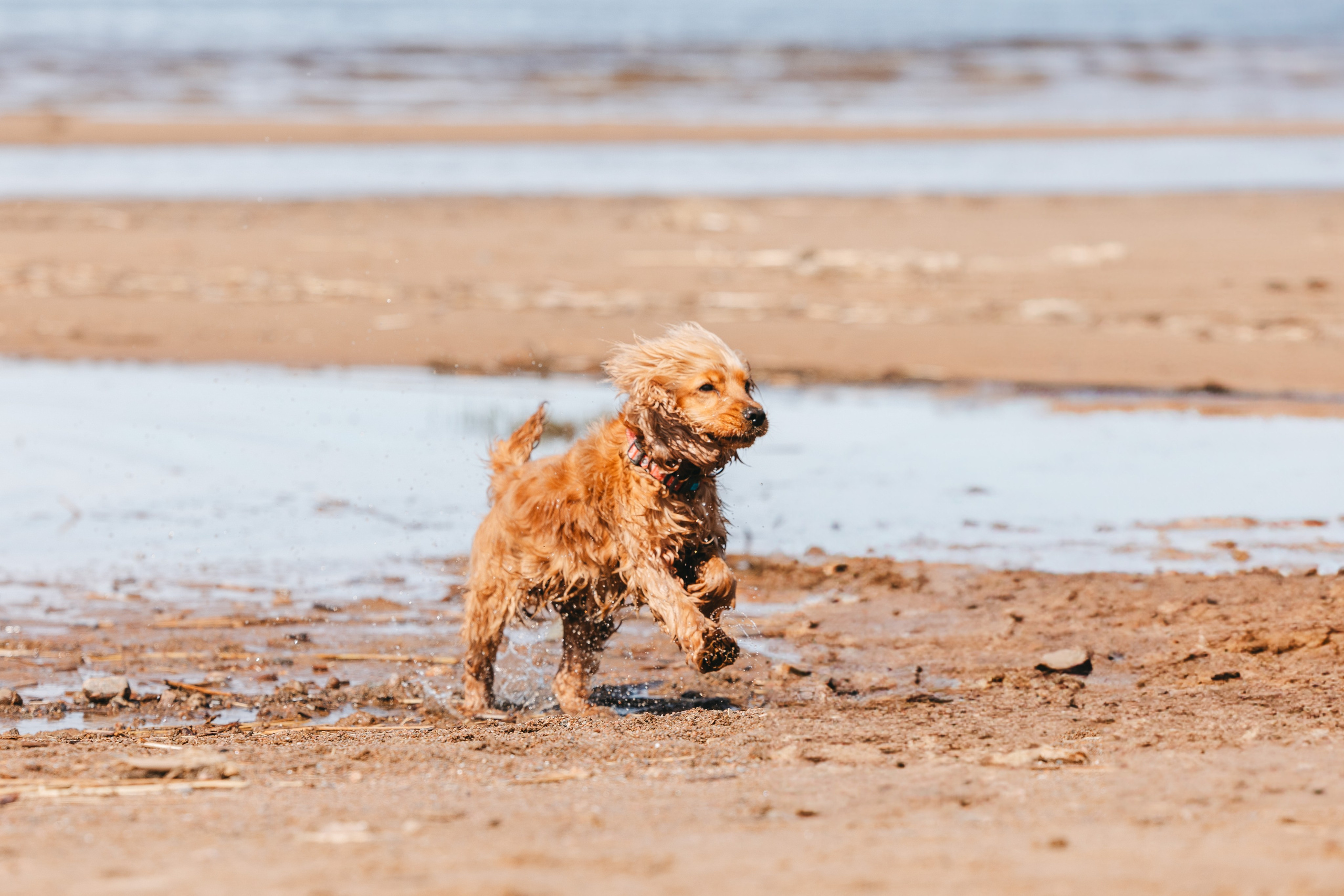 Спанимания. Фотограф анималист Осипчикова Мария