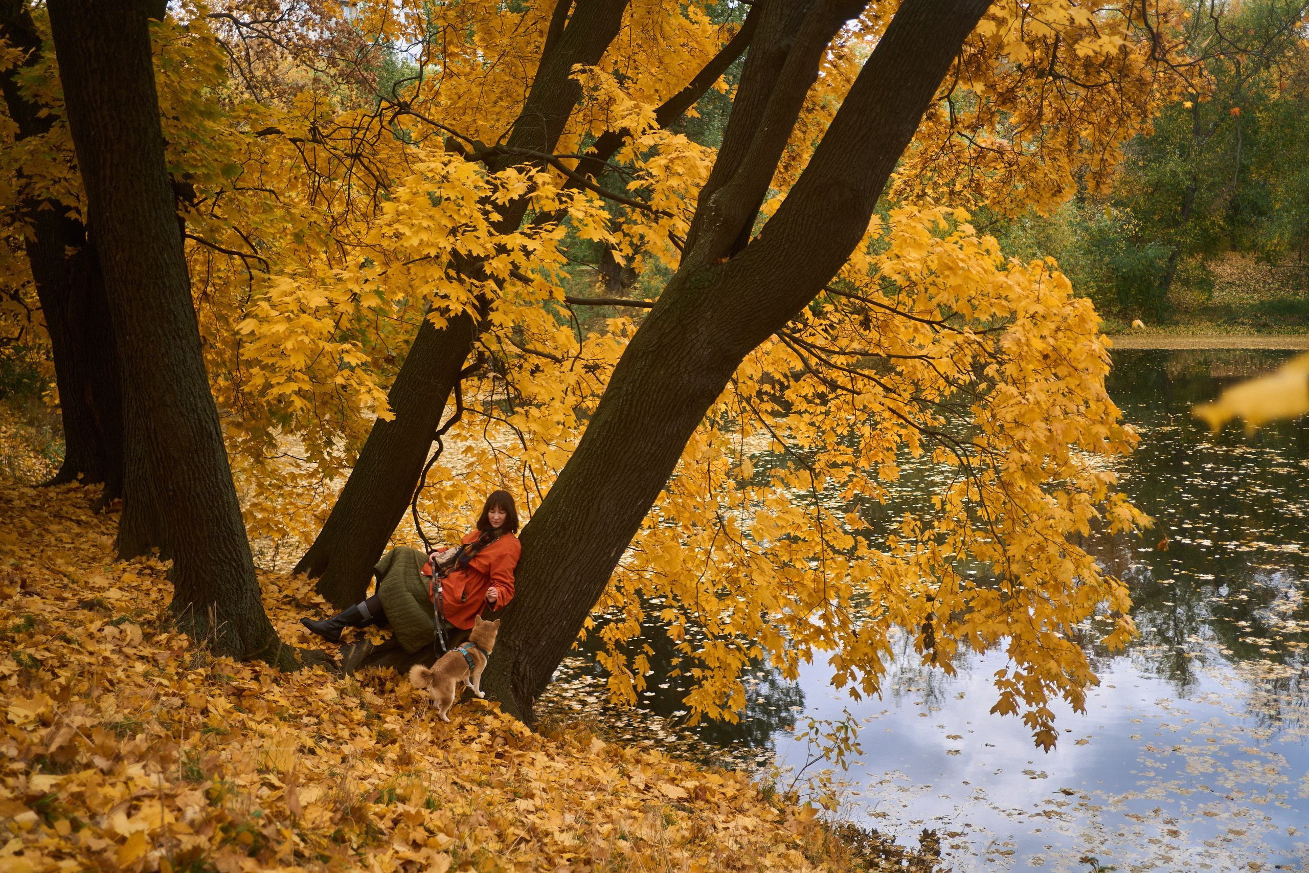 Осенние Уши. Фотограф анималист Москва Дарья