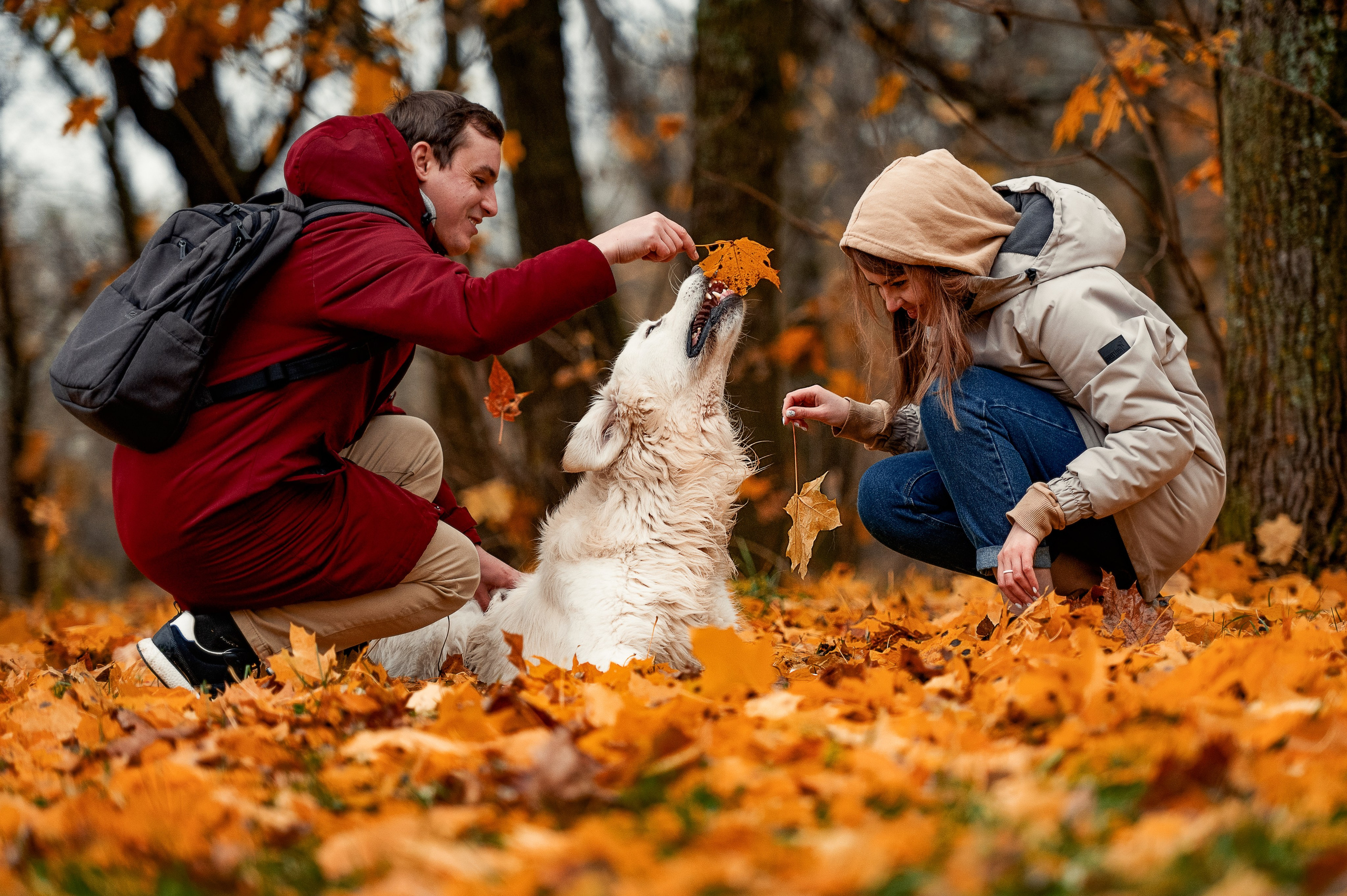 Айс и золотая осень. Фотограф-анималист