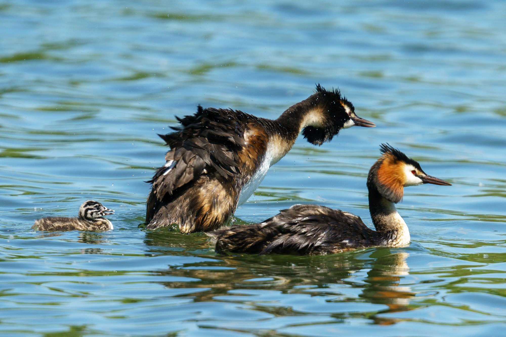 Удивительные мир птиц. Вокруг нас столько прекрасного — присмотритесь!. Ваш личный фотограф Марина Волкова