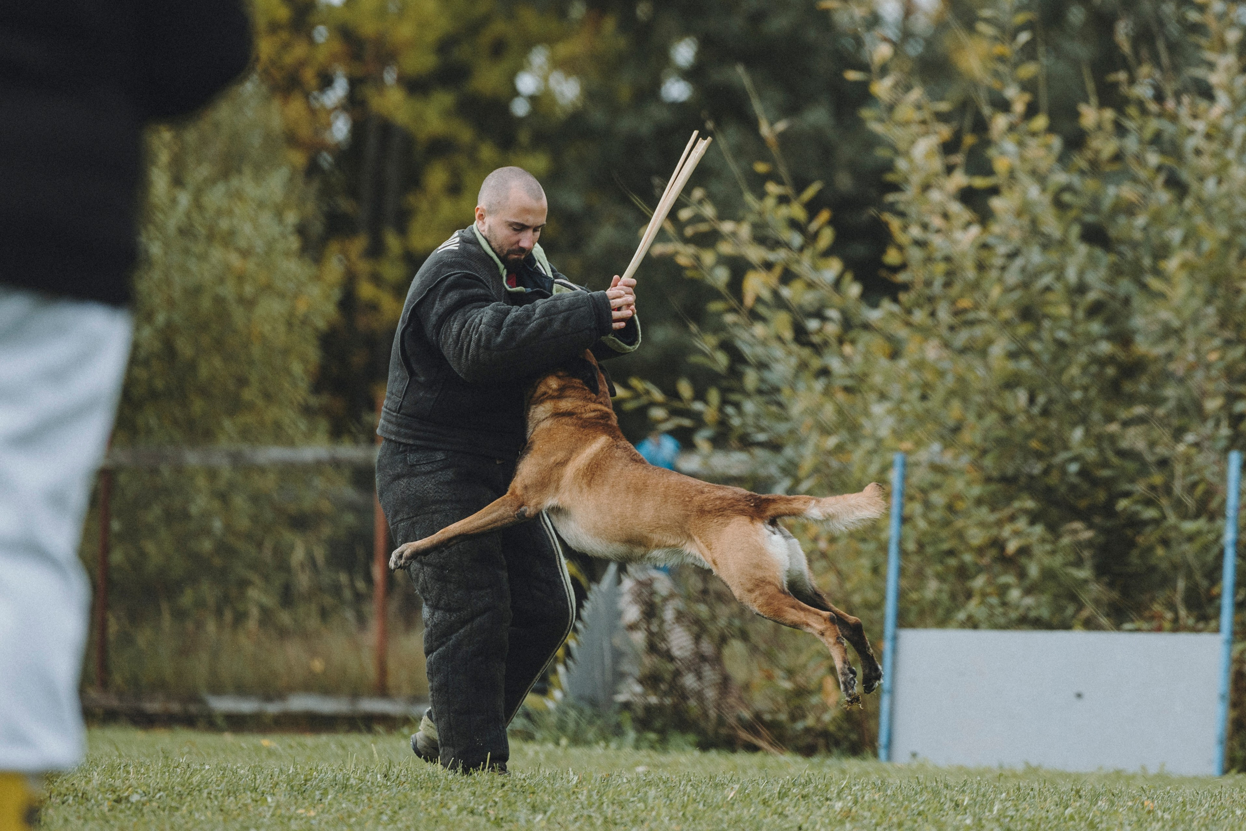 Испытания по мондьорингу г. Пушкин 29.09.2024. Фотограф-анималист Анна Маринич