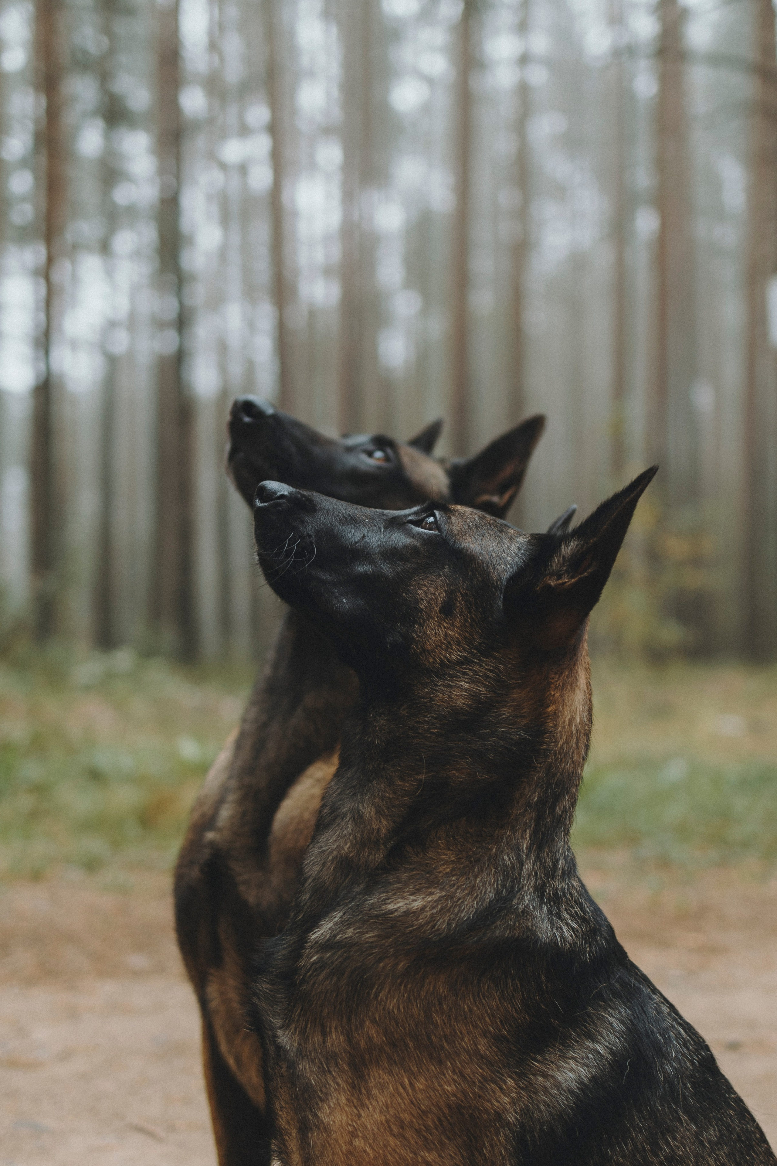 Рики и Цедра. Фотограф-анималист Анна Маринич