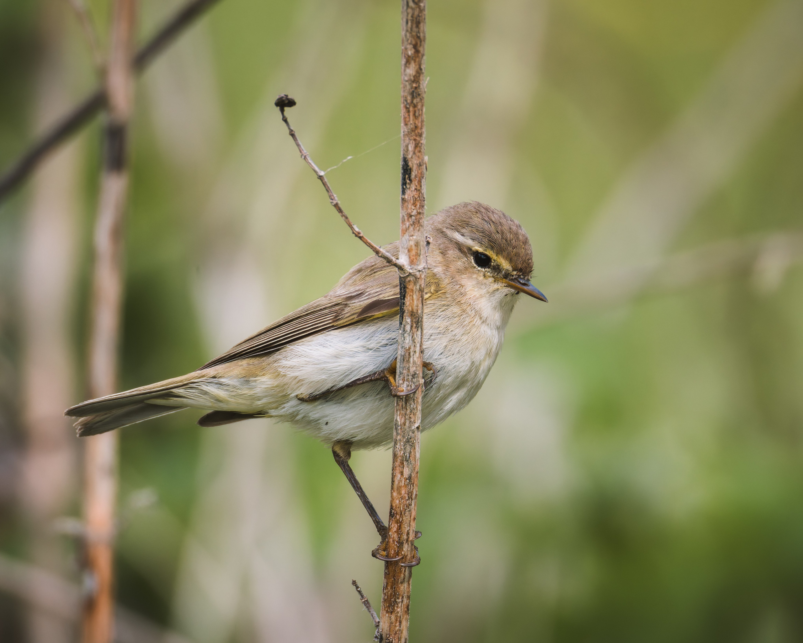 Lipetsk 2025. Anton Chernov | Wildlife photographer